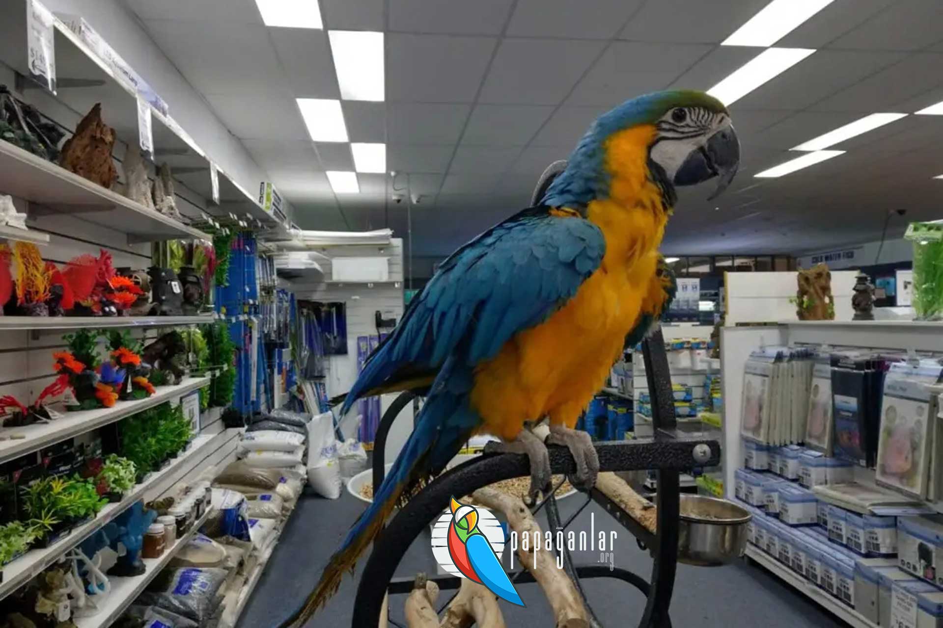 macaw papağanı fiyatları sahibinden