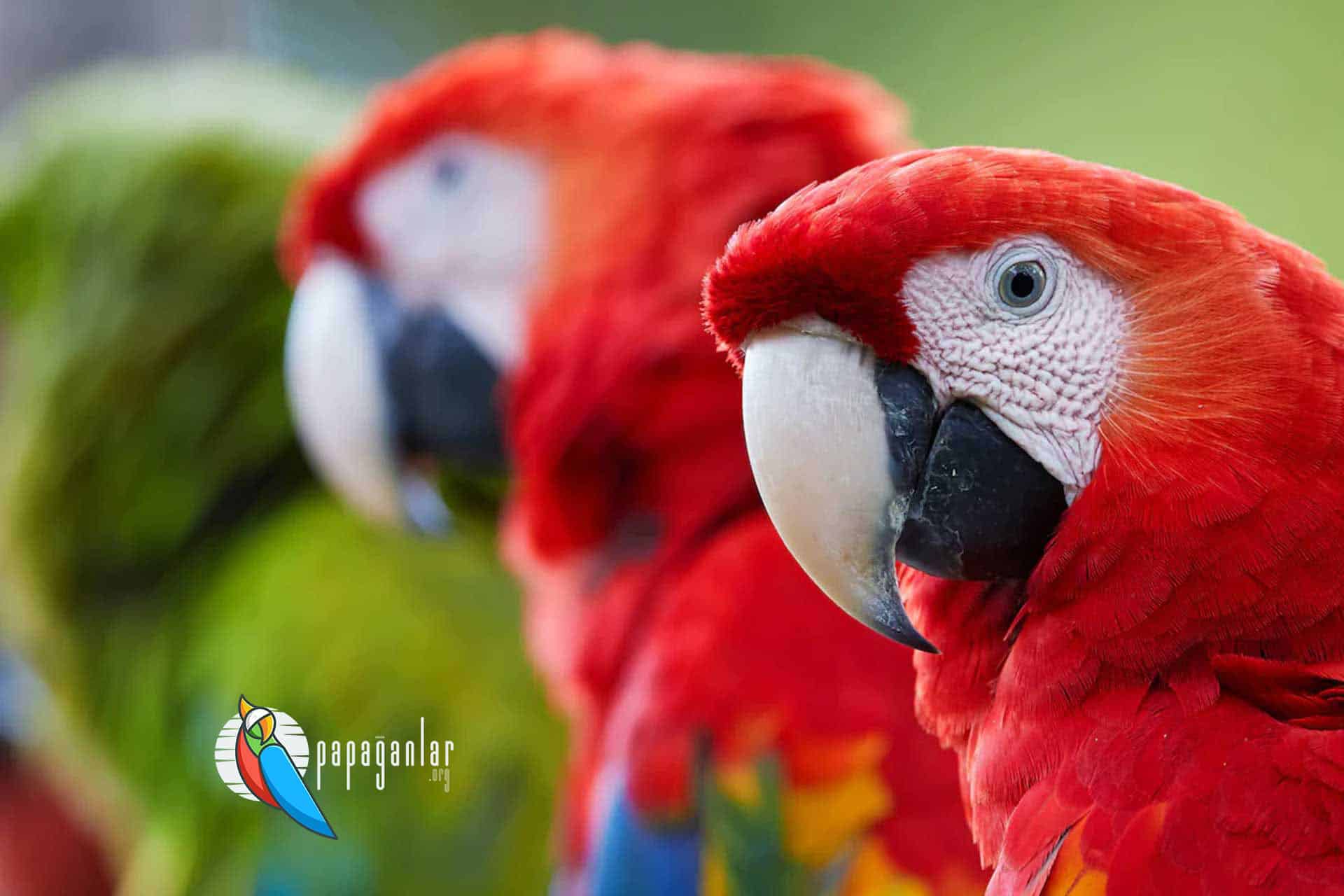 macaw parrot prices