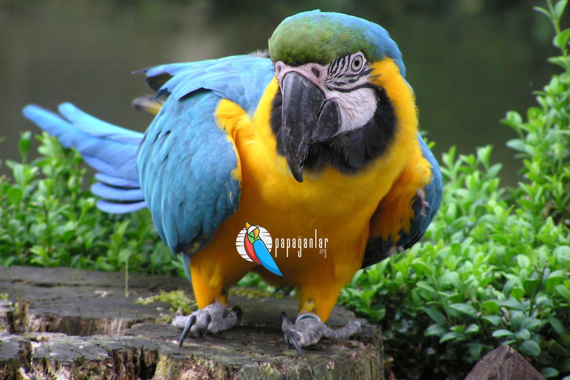 macaw papağanı özellikleri
