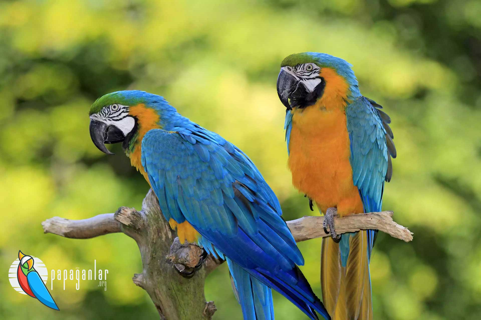 I want to adopt a macaw parrot
