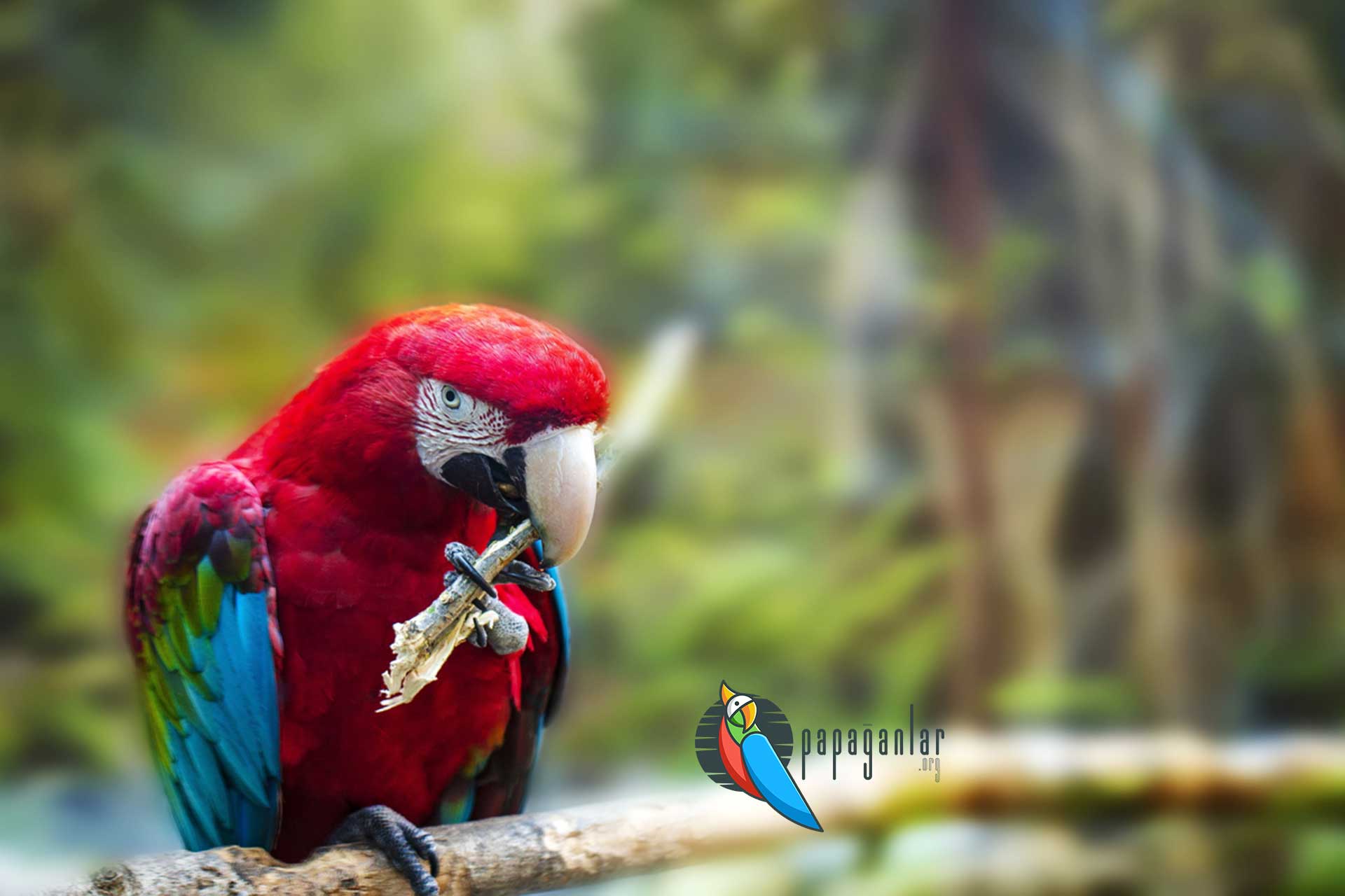 macaw papağanı satışı