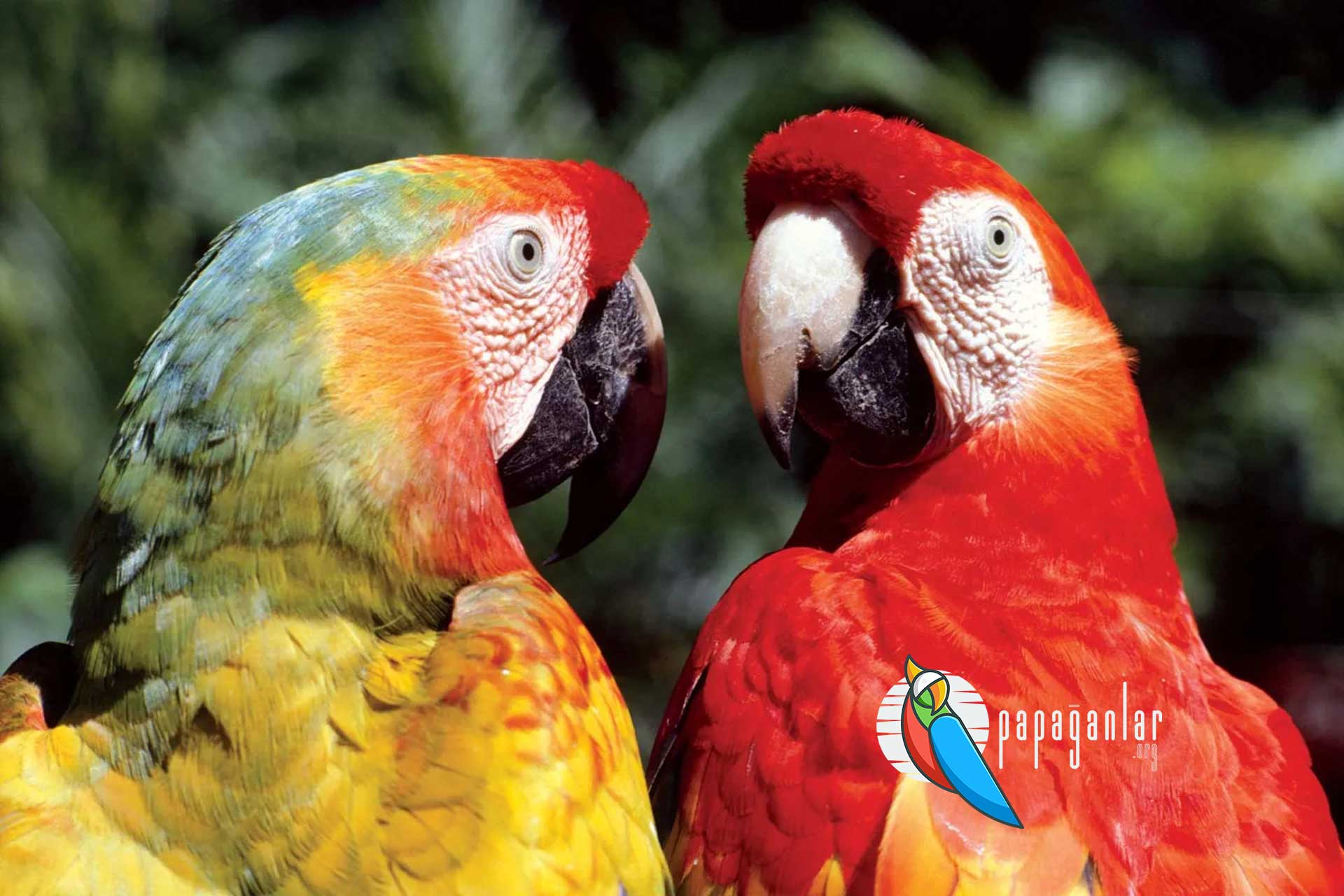 macaw papağanı yavru fiyatları