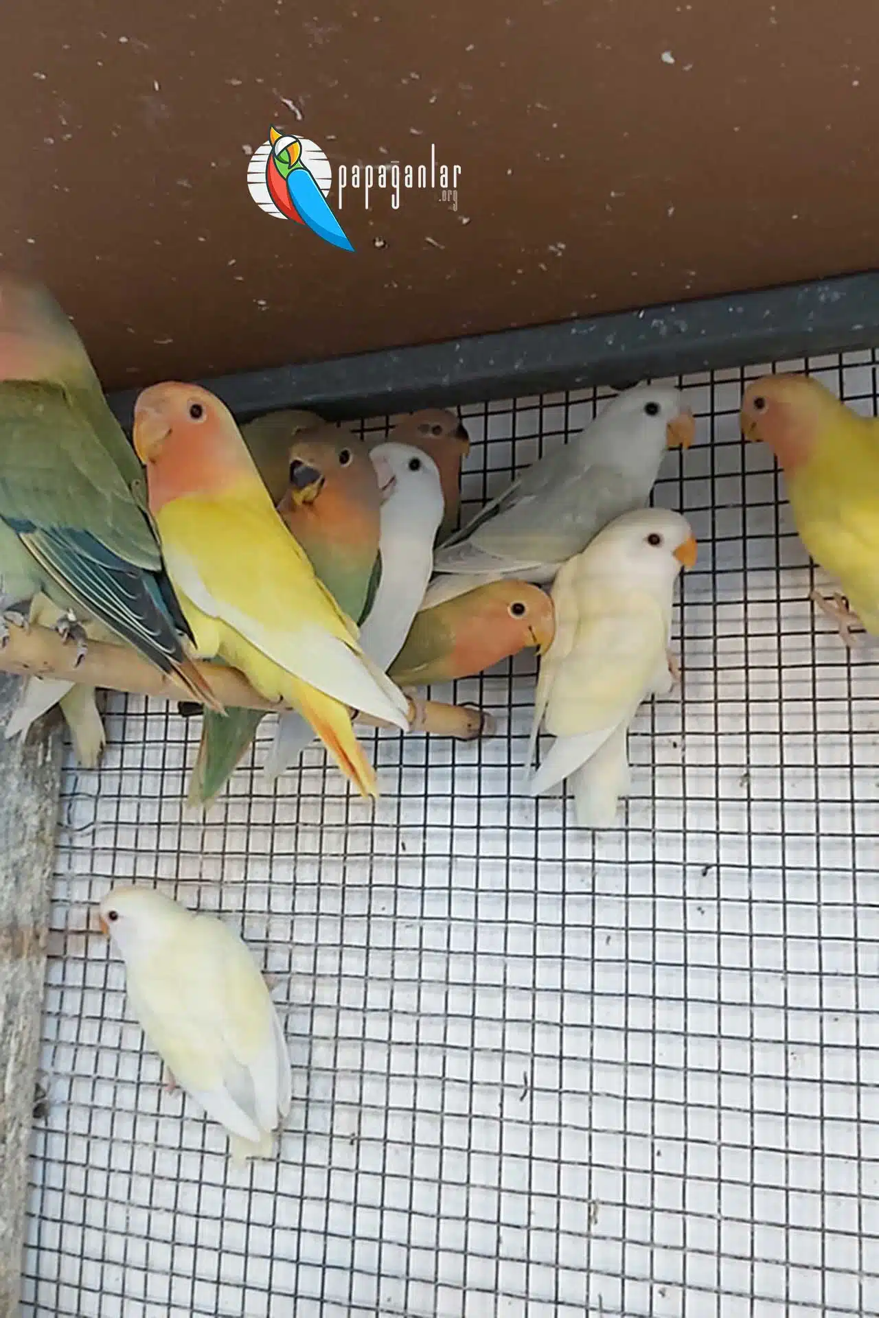 Lovebird Parrot prices 2021