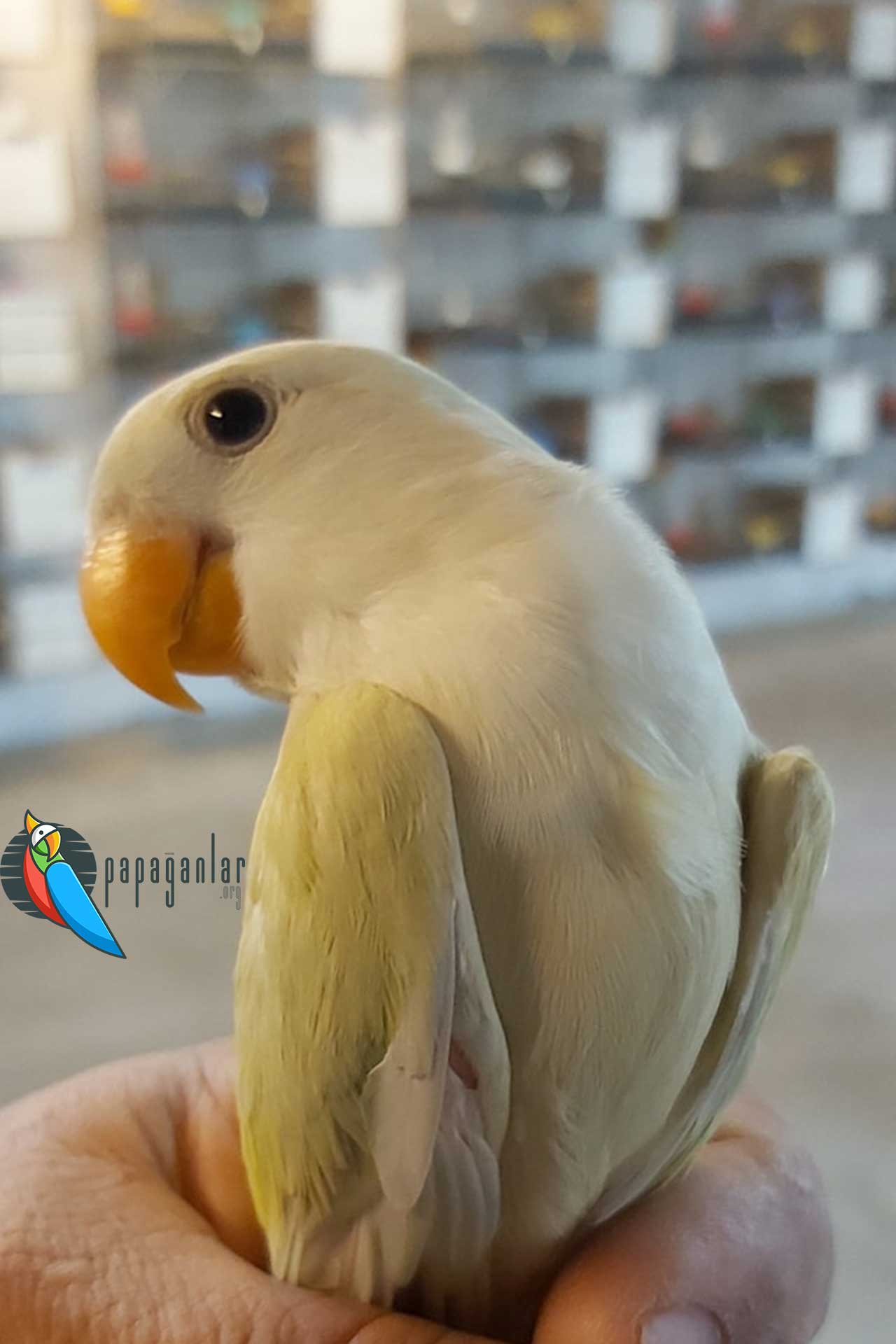 Sevda Papağanı fiyatları pet shop