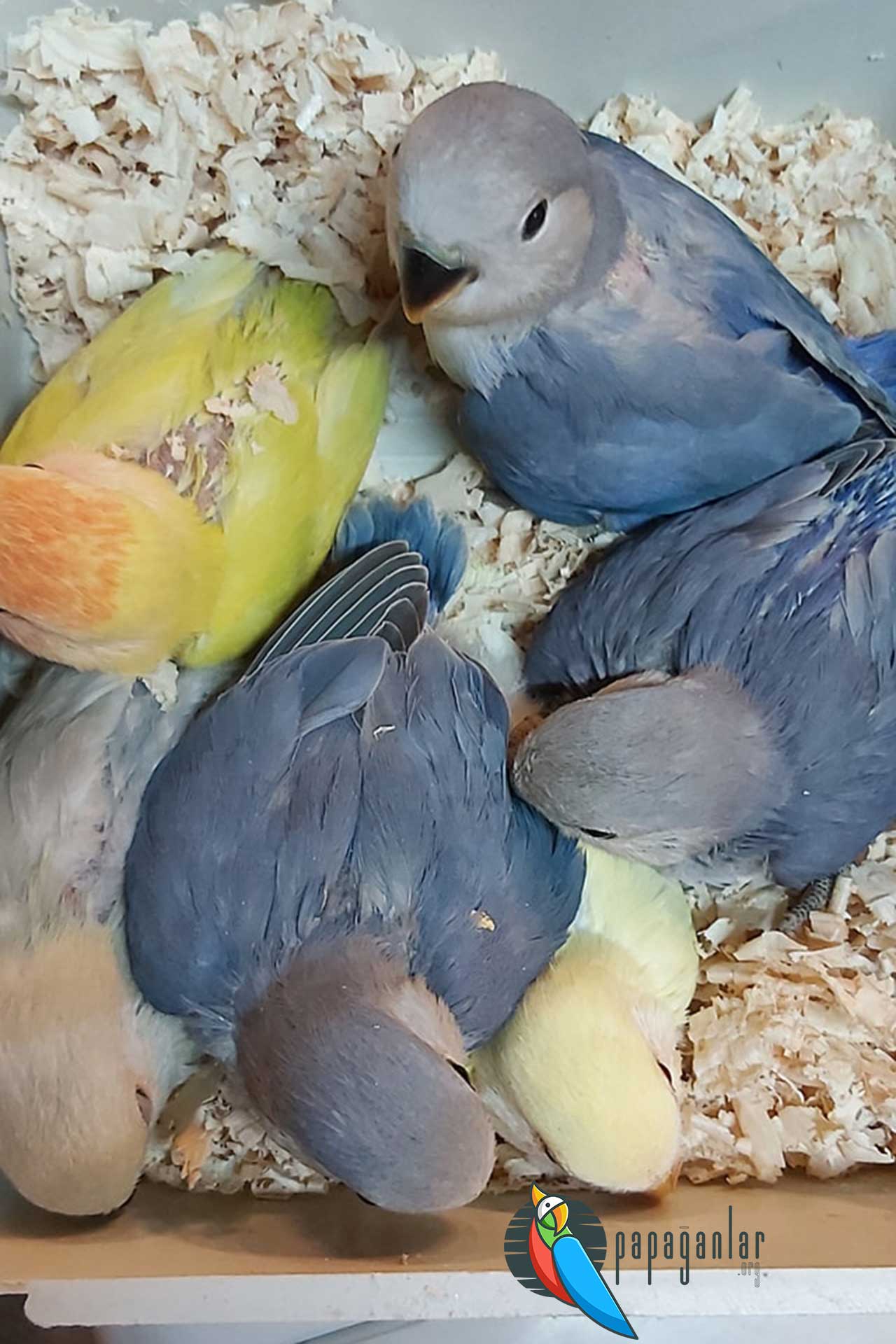 Liebe Papagei Adoption