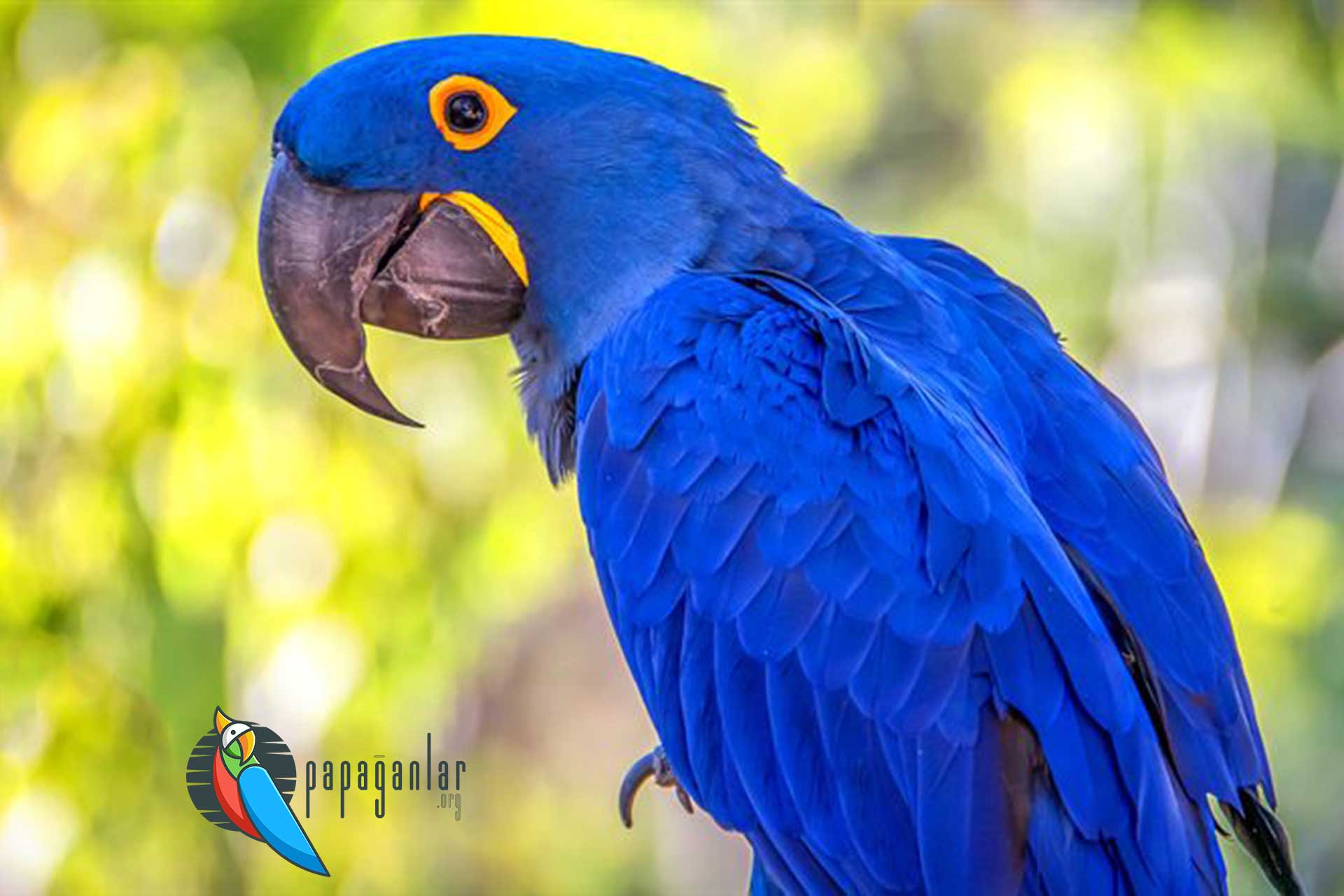 sümbül macaw papağanı fiyatları
