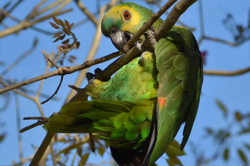Amazon Papağanları Hakkında Sık Sorulan Sorular