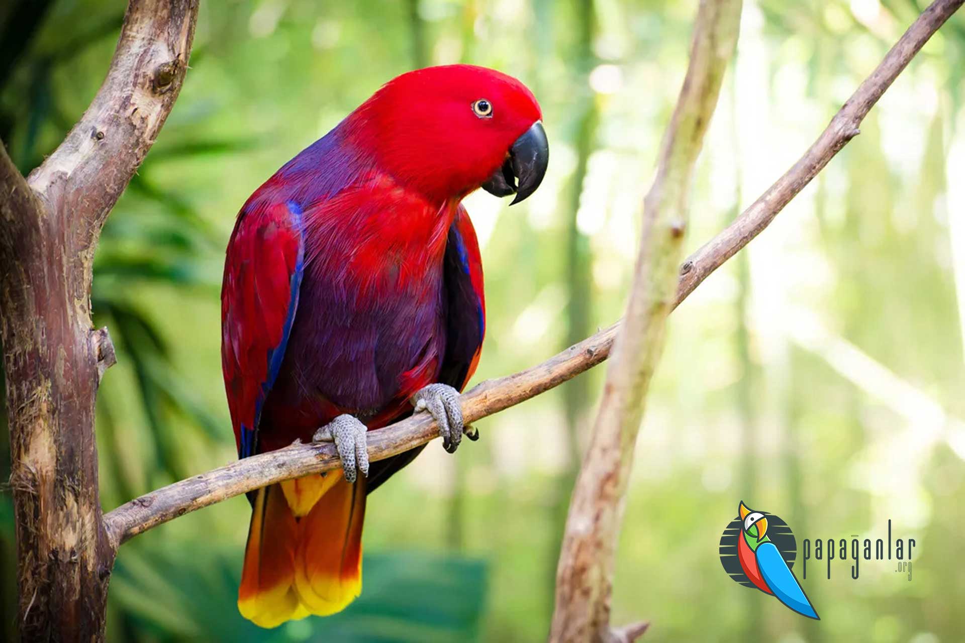 eclectus parrot care