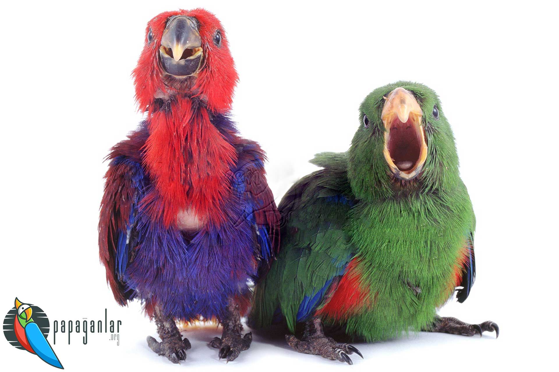 Eclectus Parrot Prices