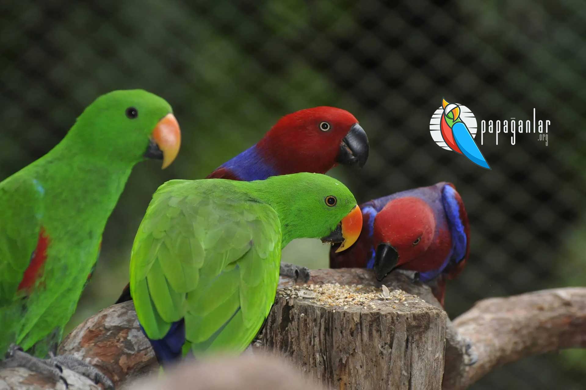 eklektüs papağan özellikleri