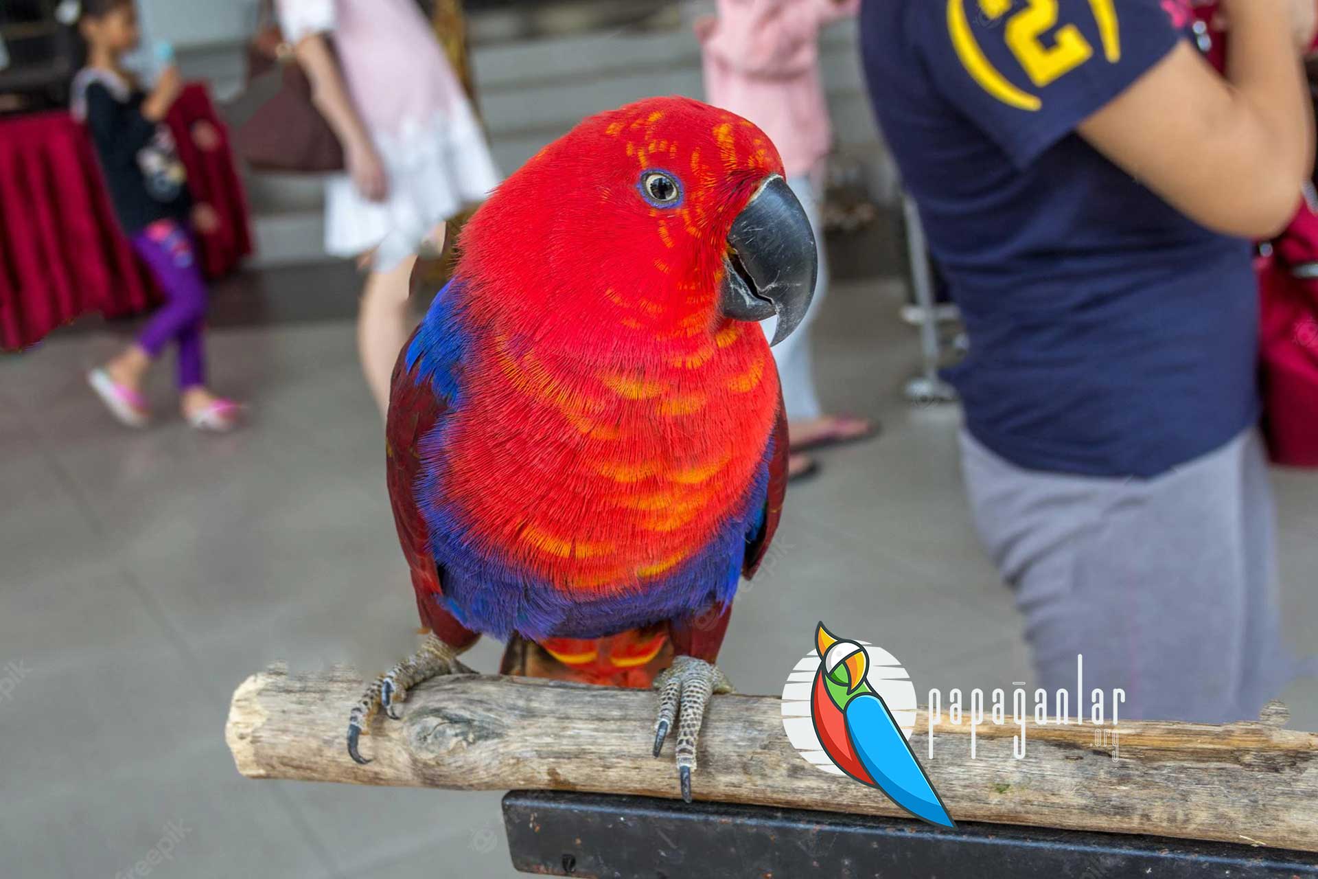 Eclectus parrot prices 2022