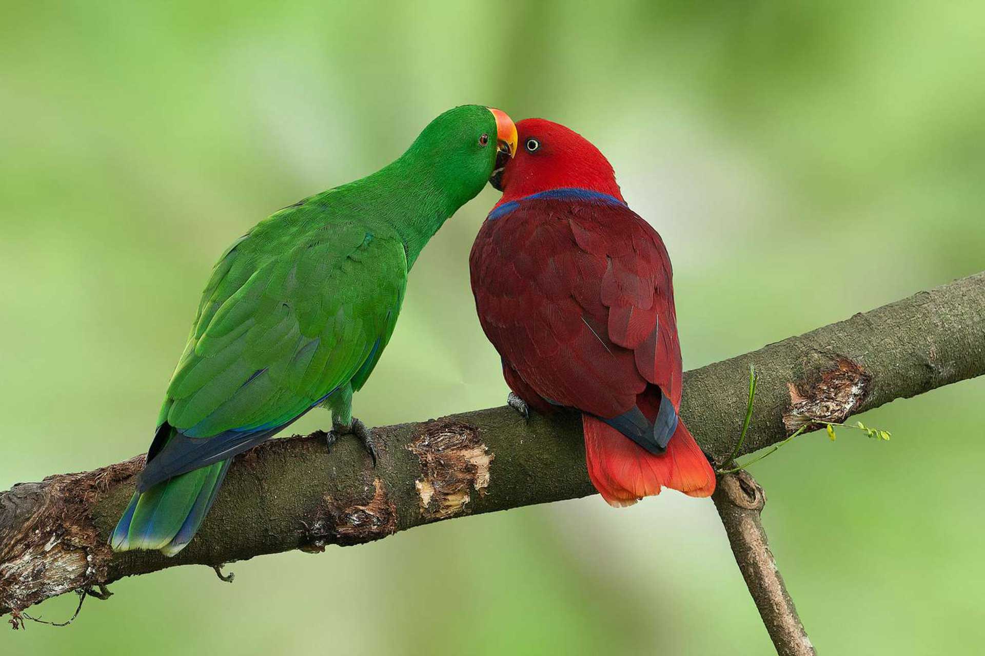 Eclectus Parrot Prices 2023