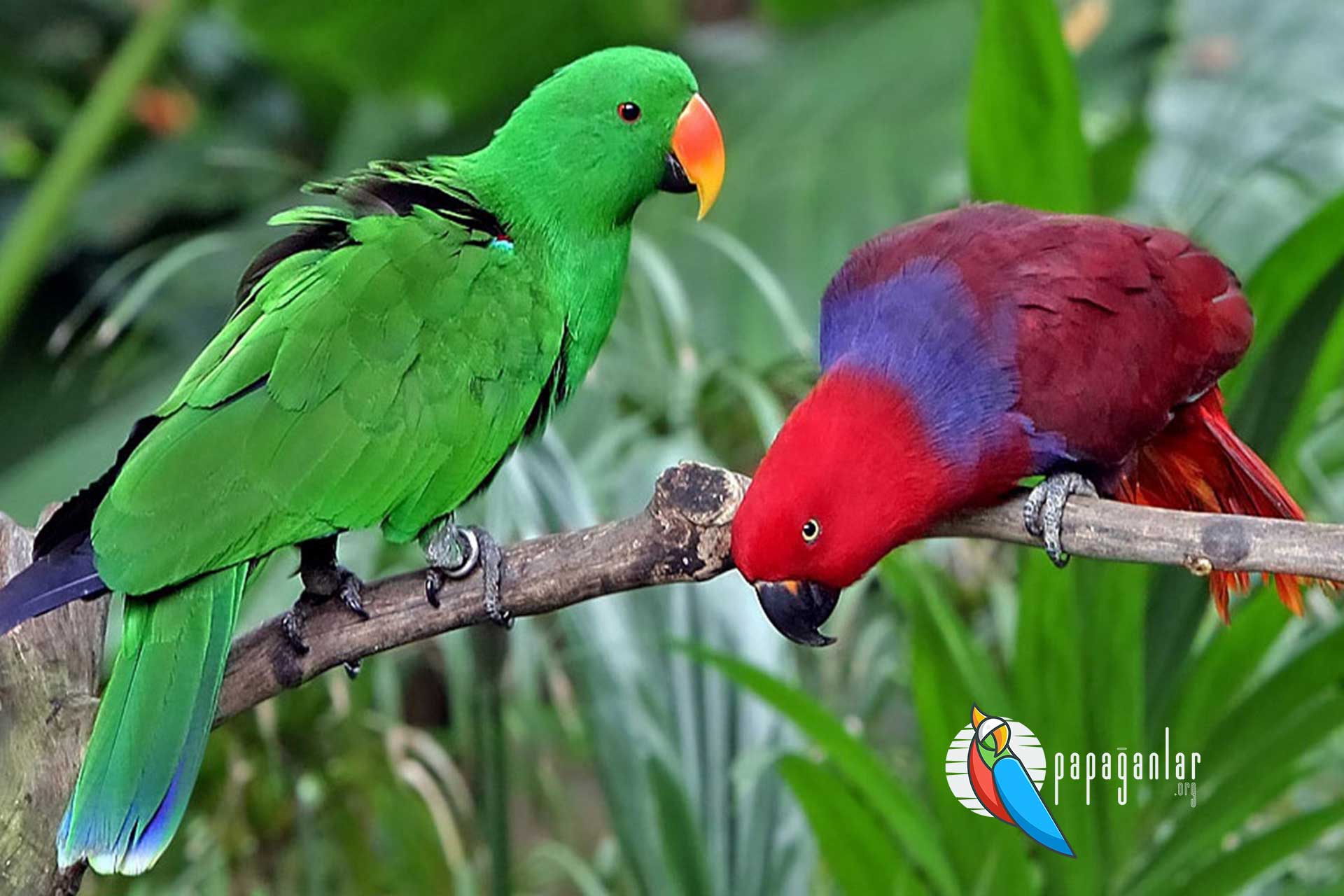 Eclectus Parrot prices