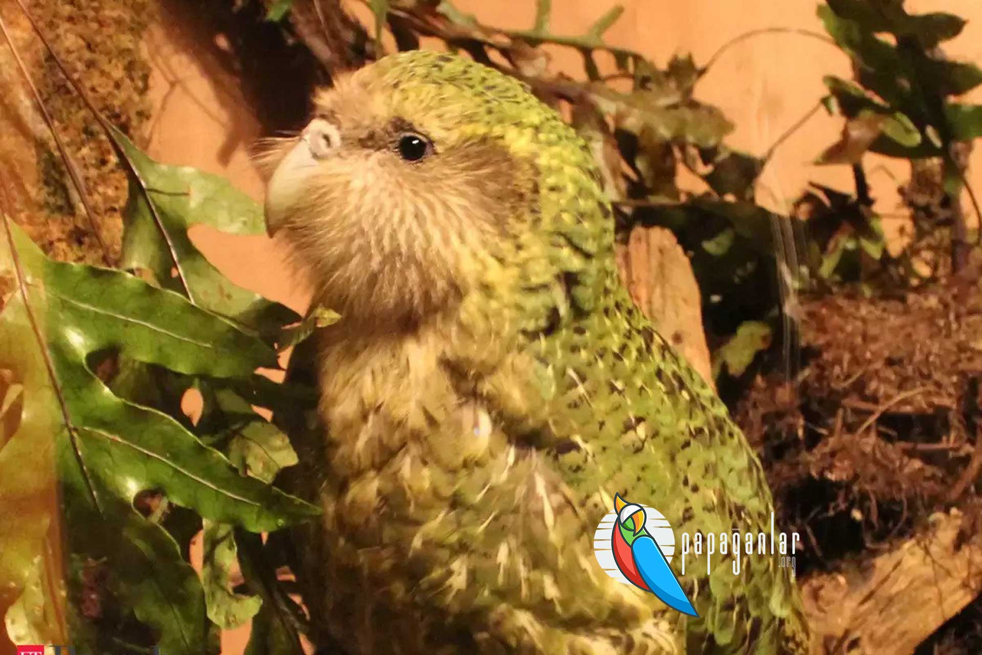 Kakapo Parrot prices