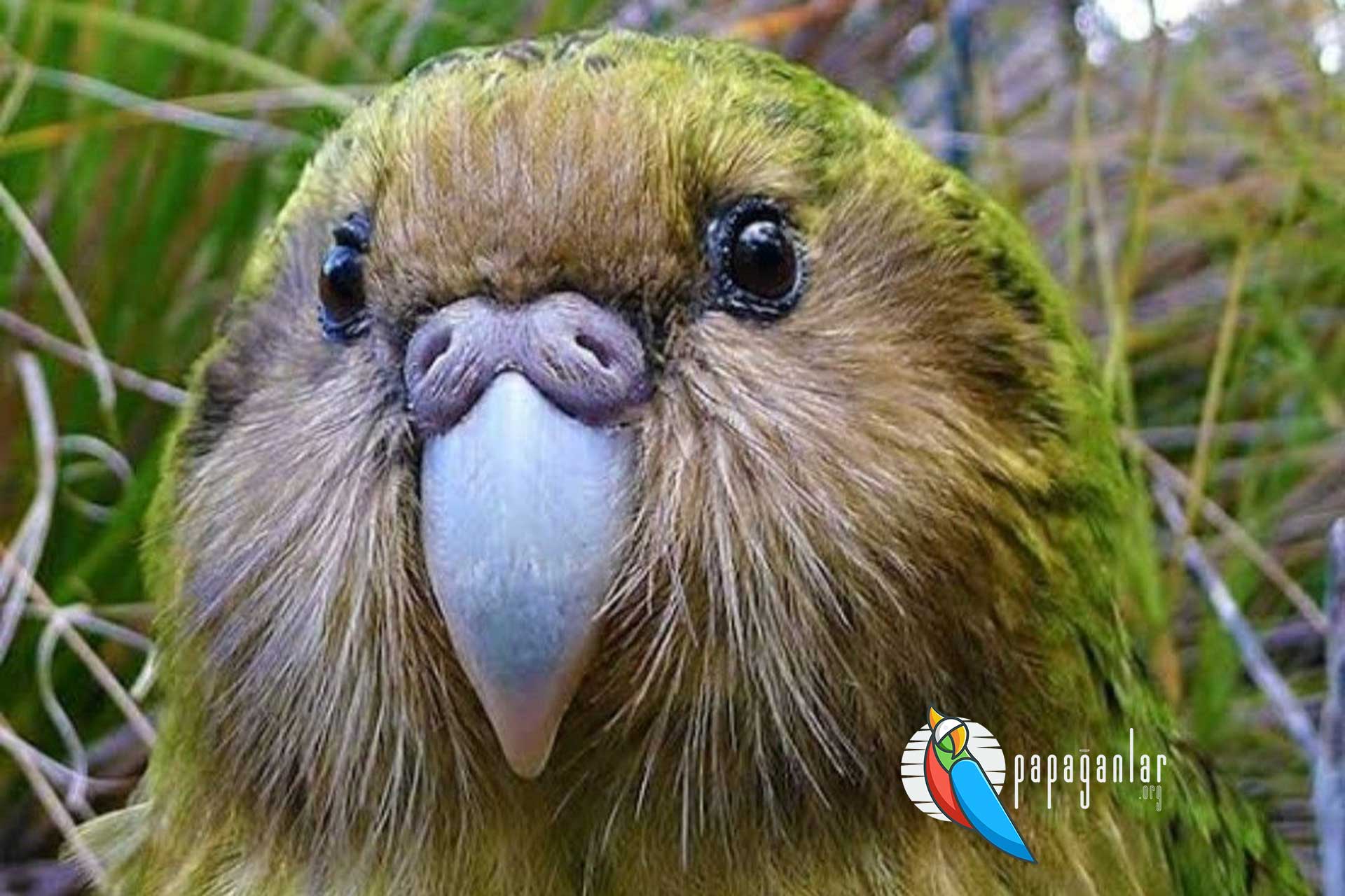 Kakapo Papağanı fiyatları