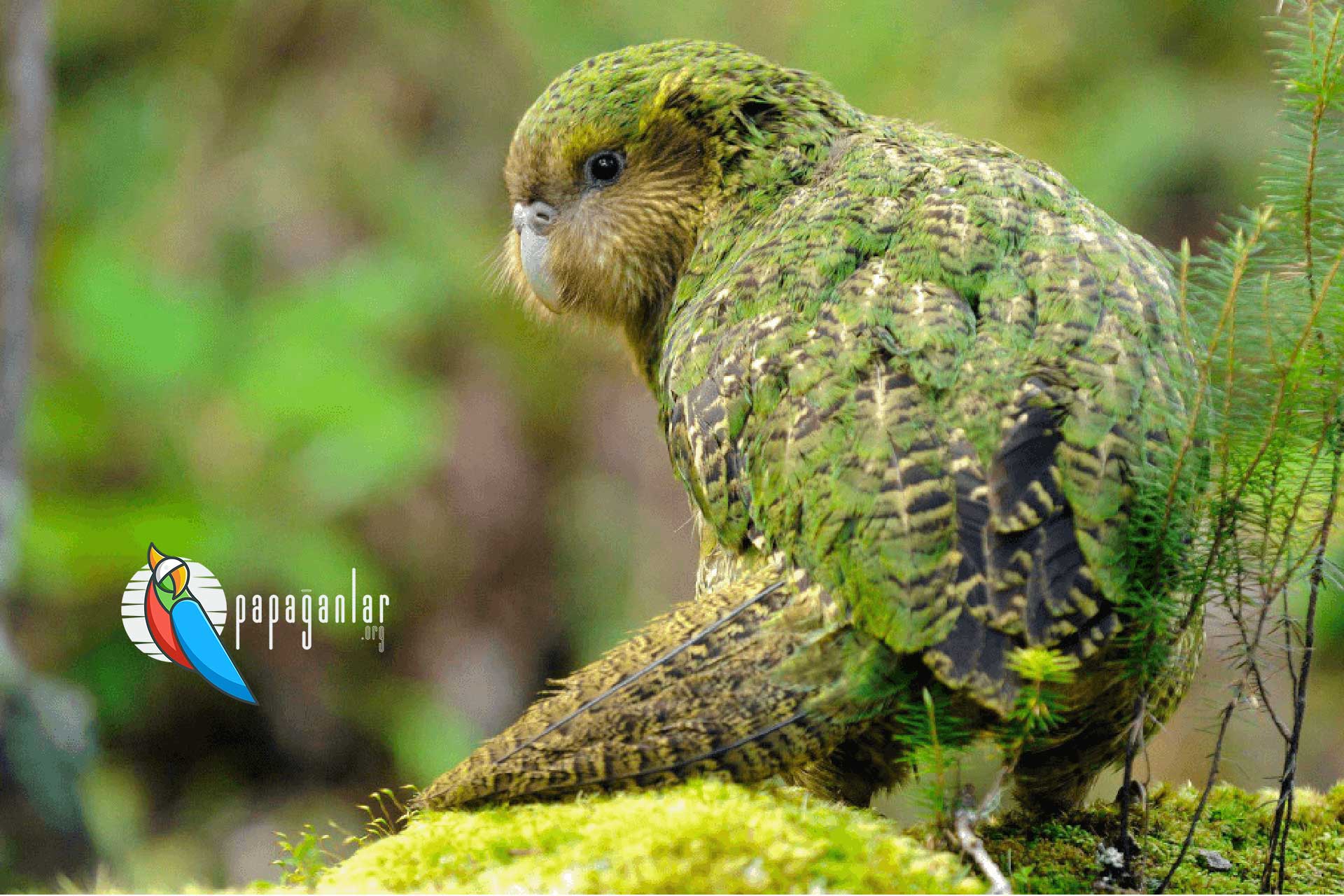 Kakapo Papagei vom Besitzer