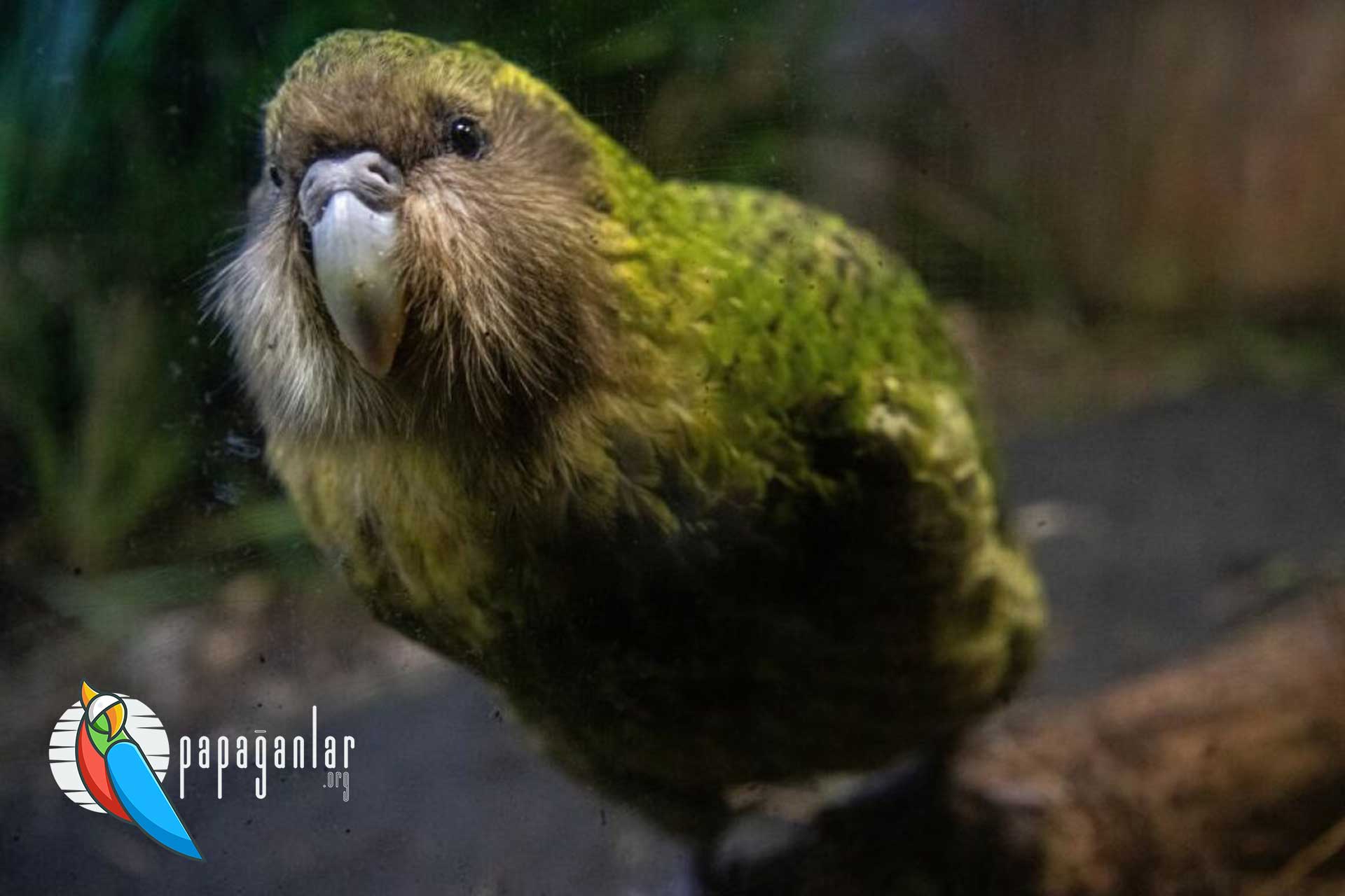 Kakapo Papagei zu verkaufen