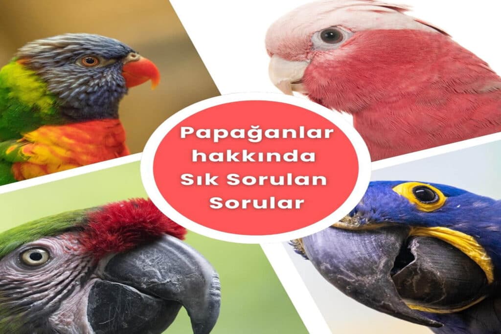 Papağanlar Hakkında Sık Sorulan Sorular