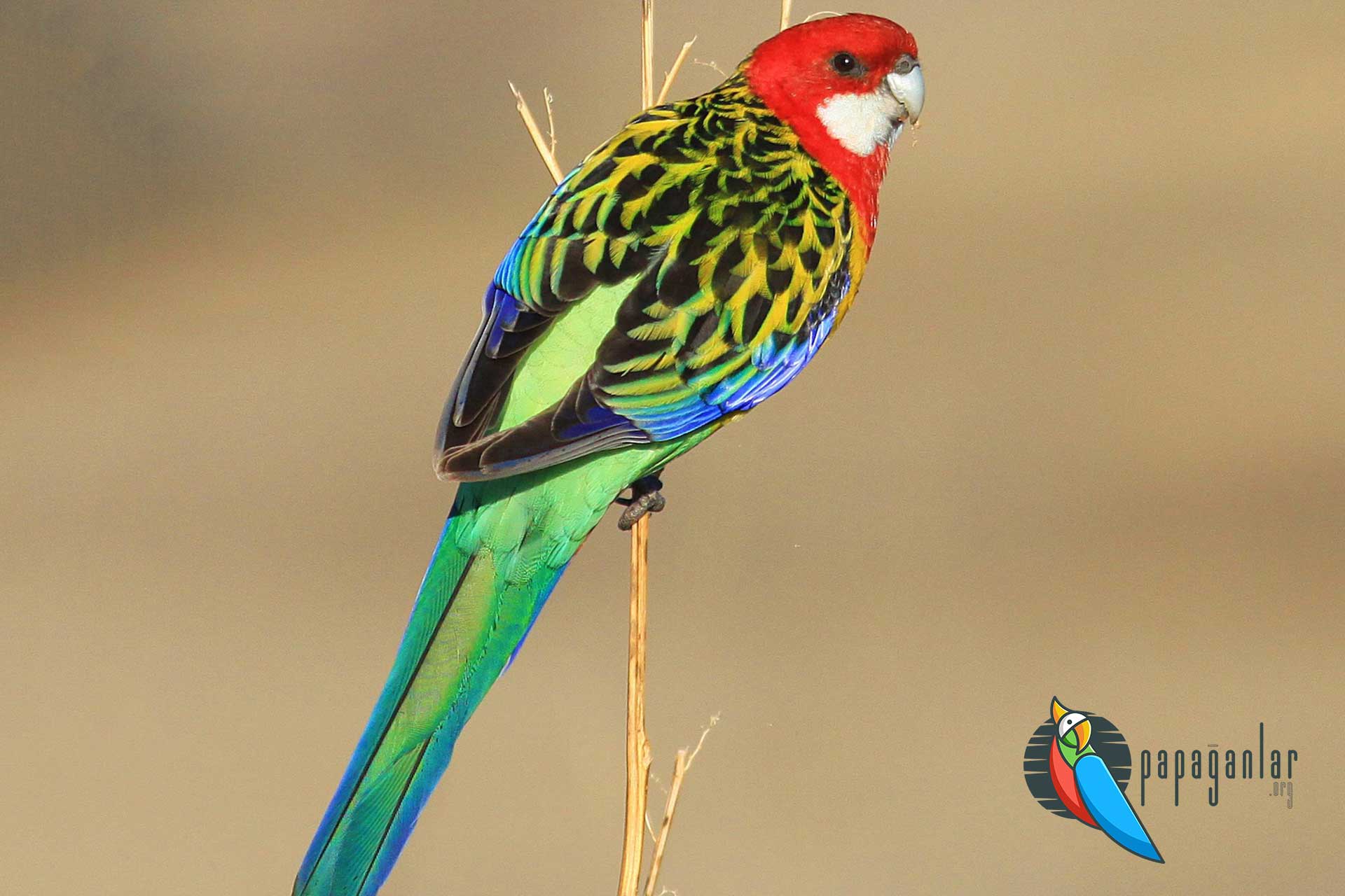 Rosella Parrot prices