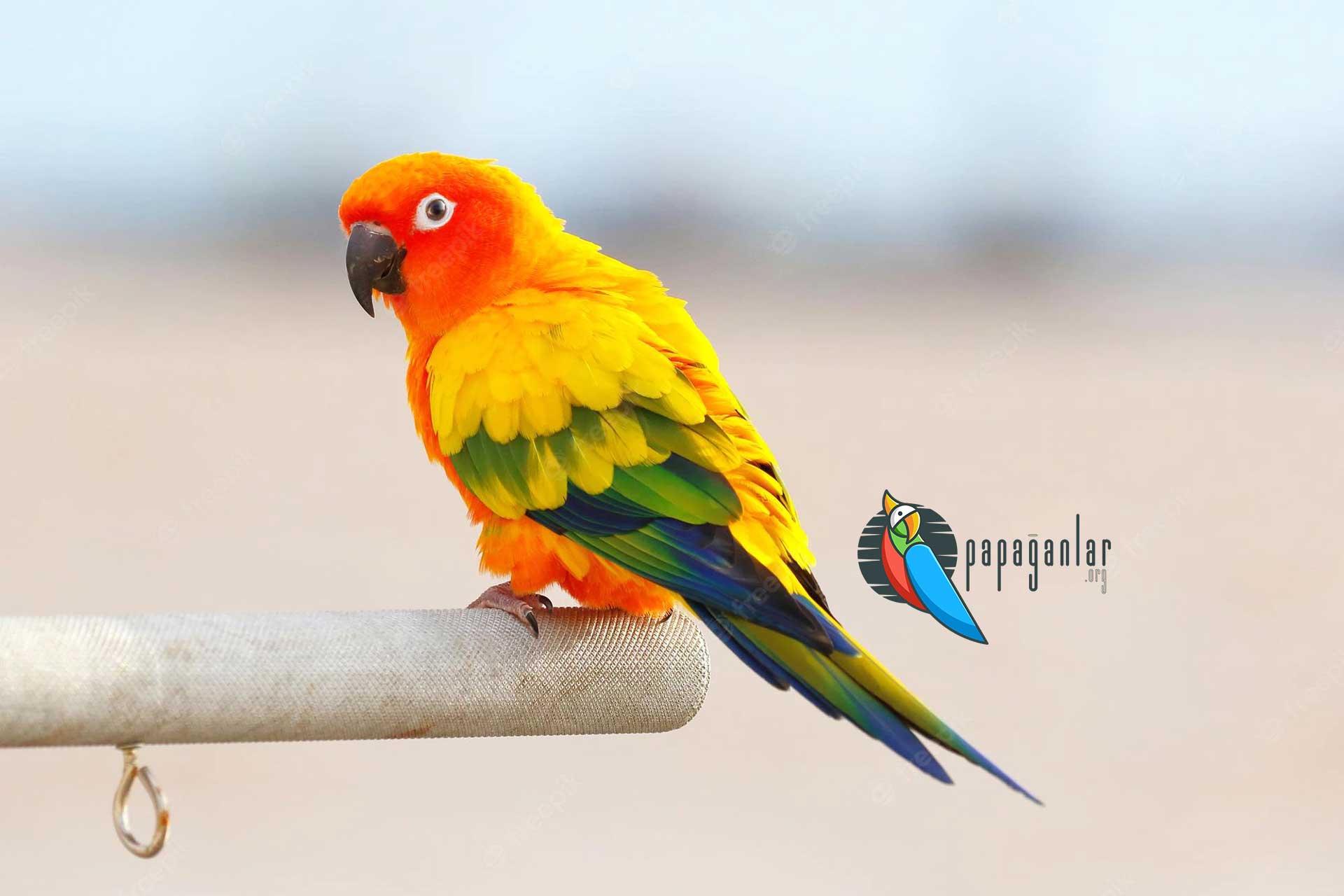Conure parrot prices for sale