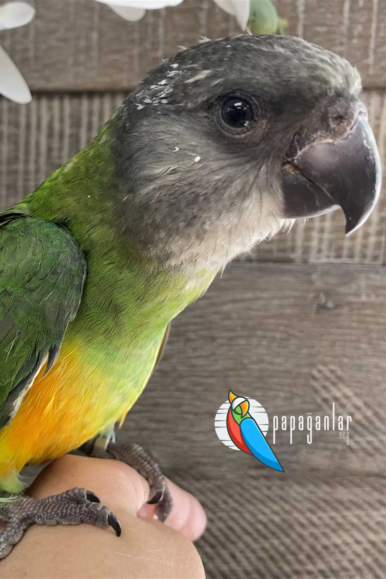 senegal parrot price 2021