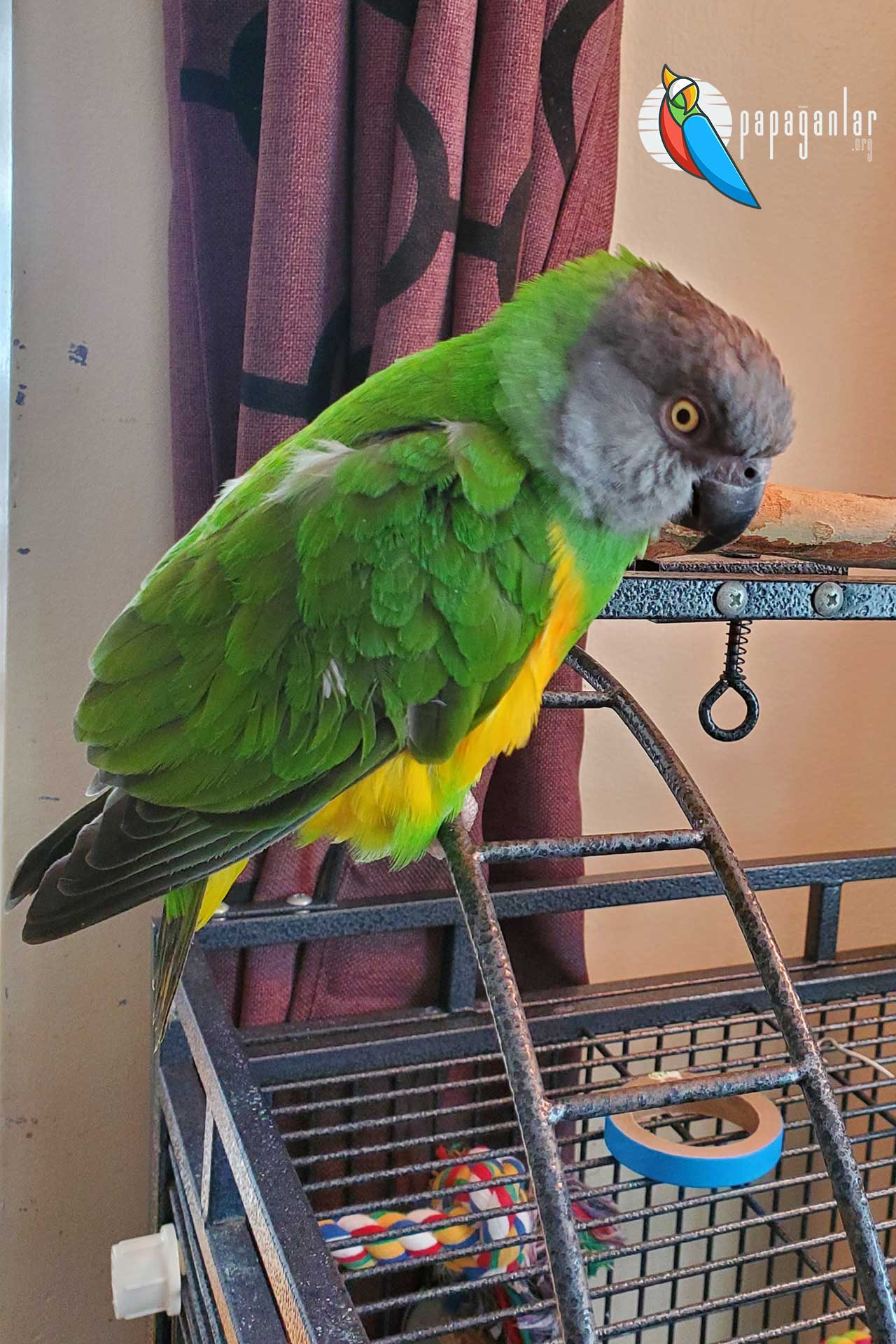 Senegal-Papagei-Adoption