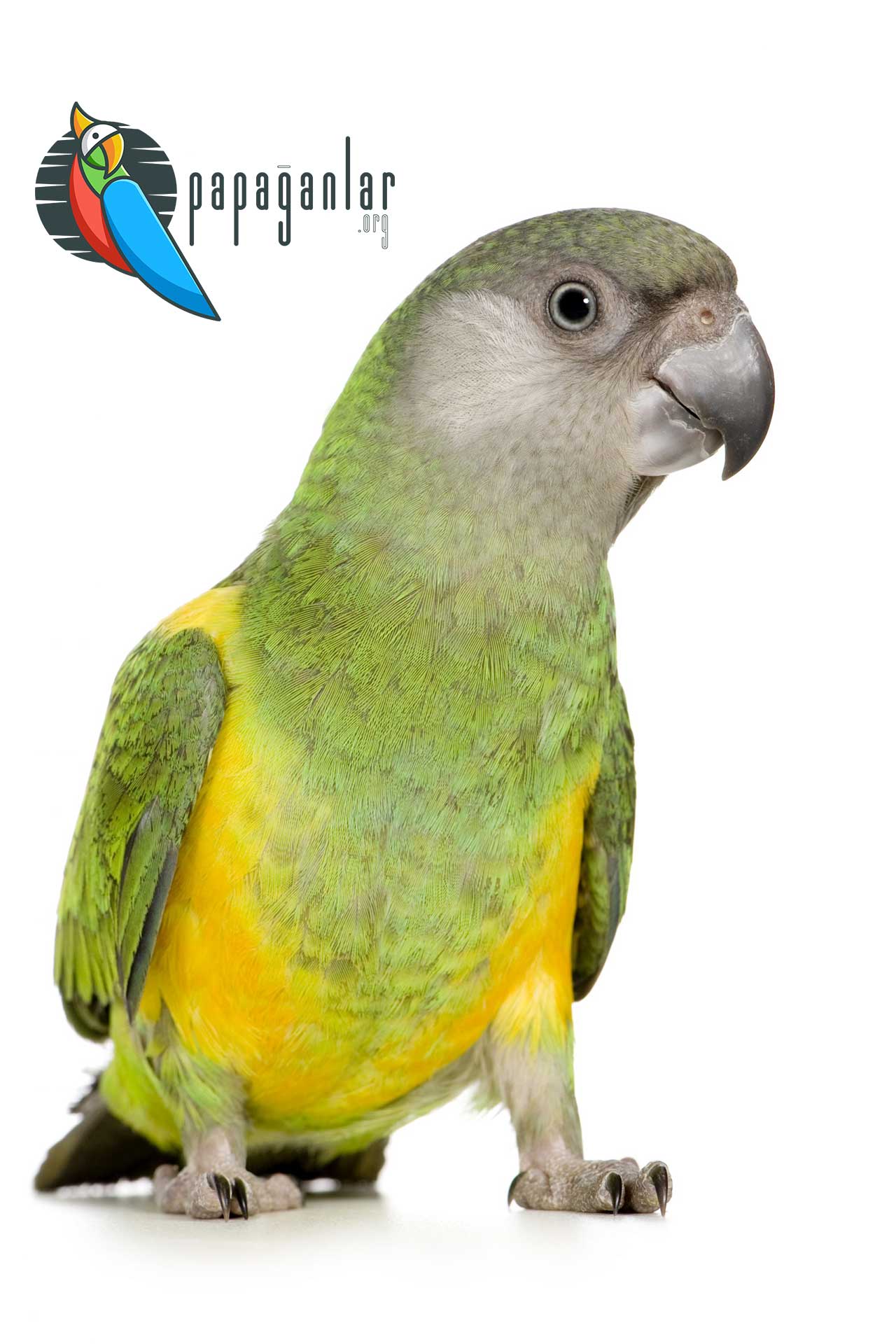 buy a senegal parrot