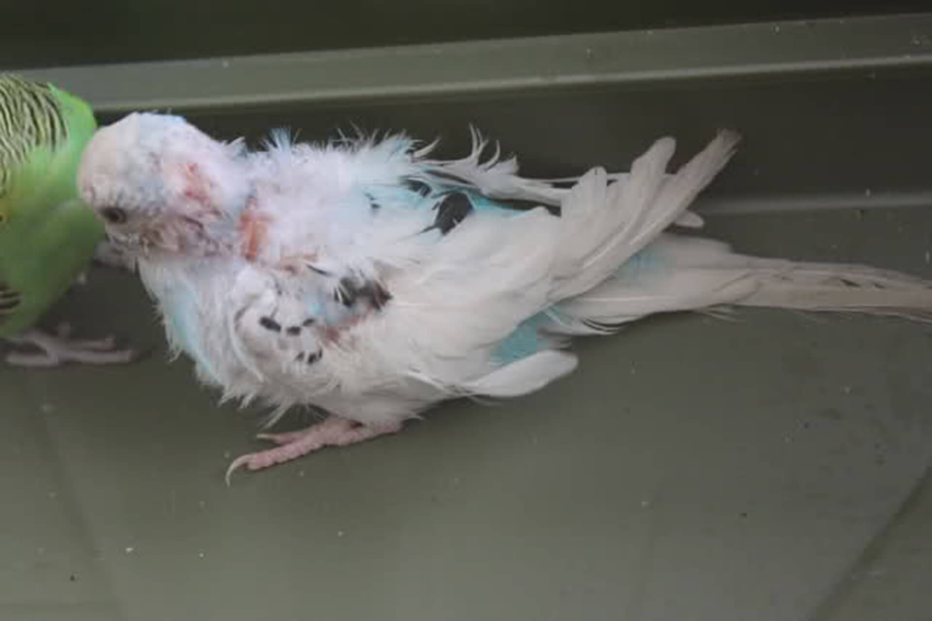 Parrot French Molt Disease