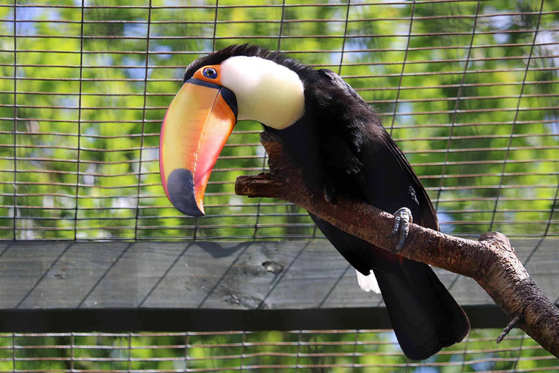 Information about the Toucan Bird