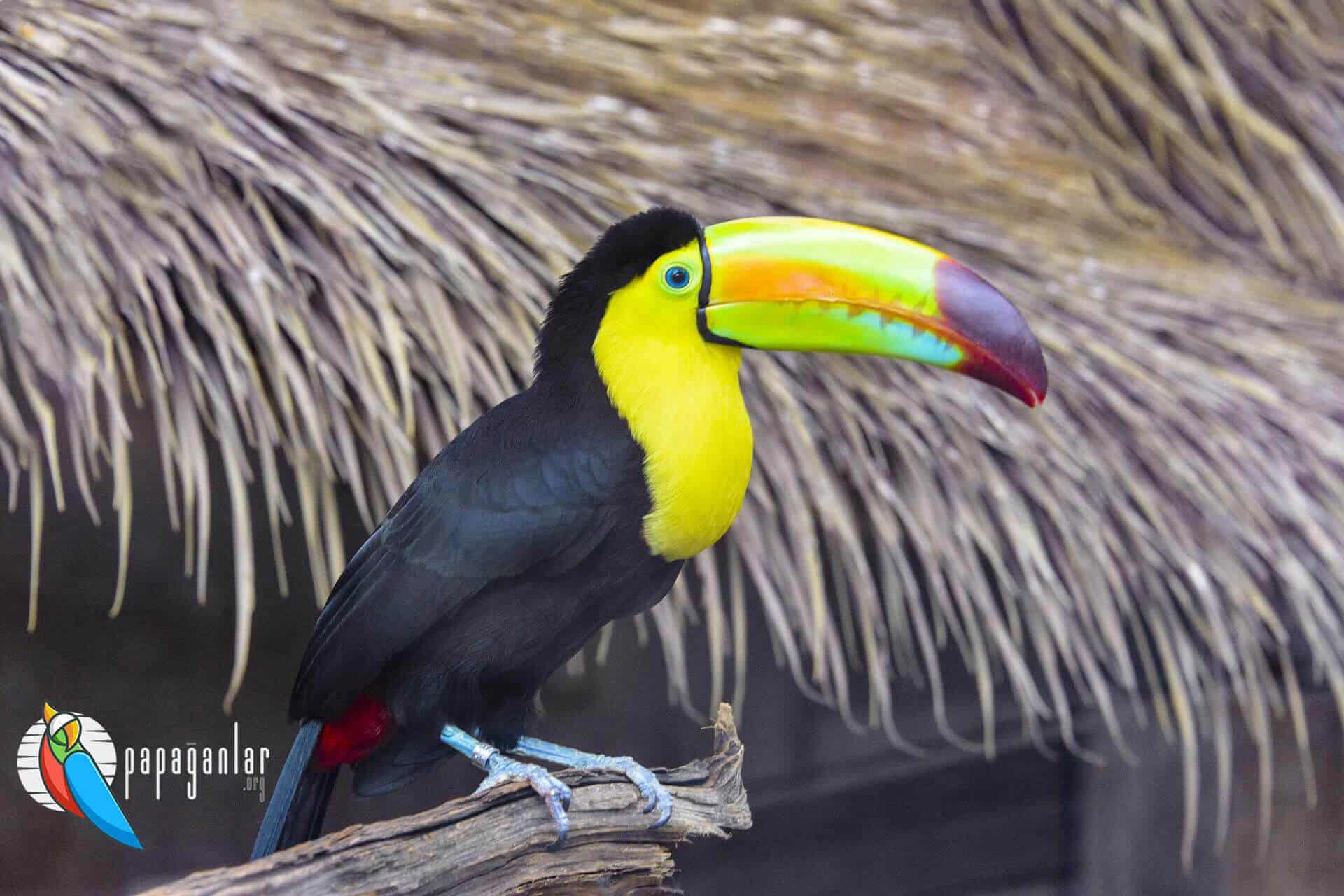Physical characteristics of the toucan bird