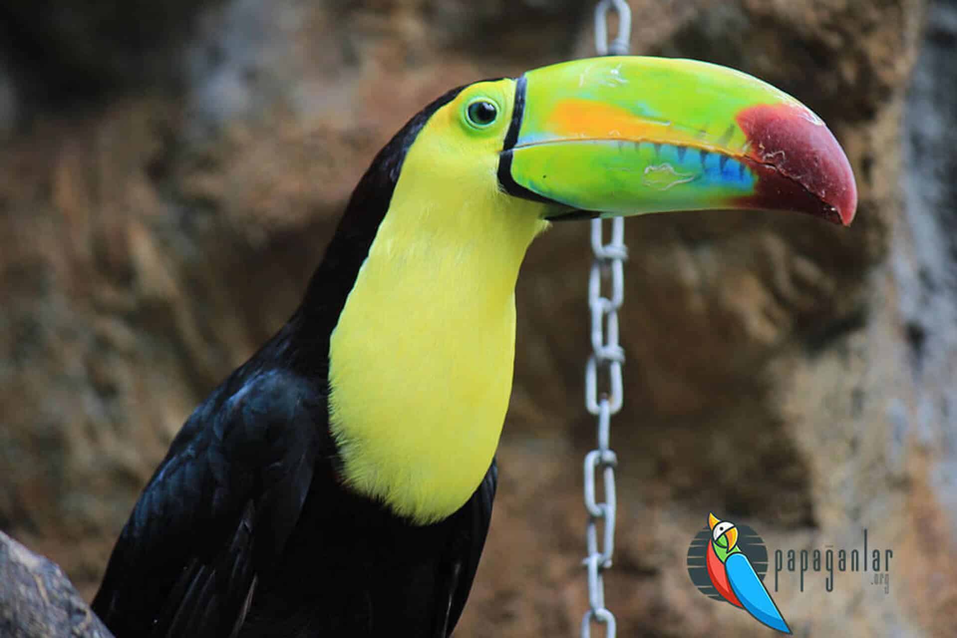 How does a toucan sound?