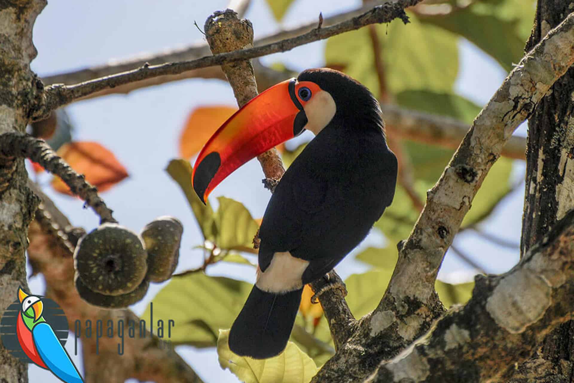 What does toucan eat?