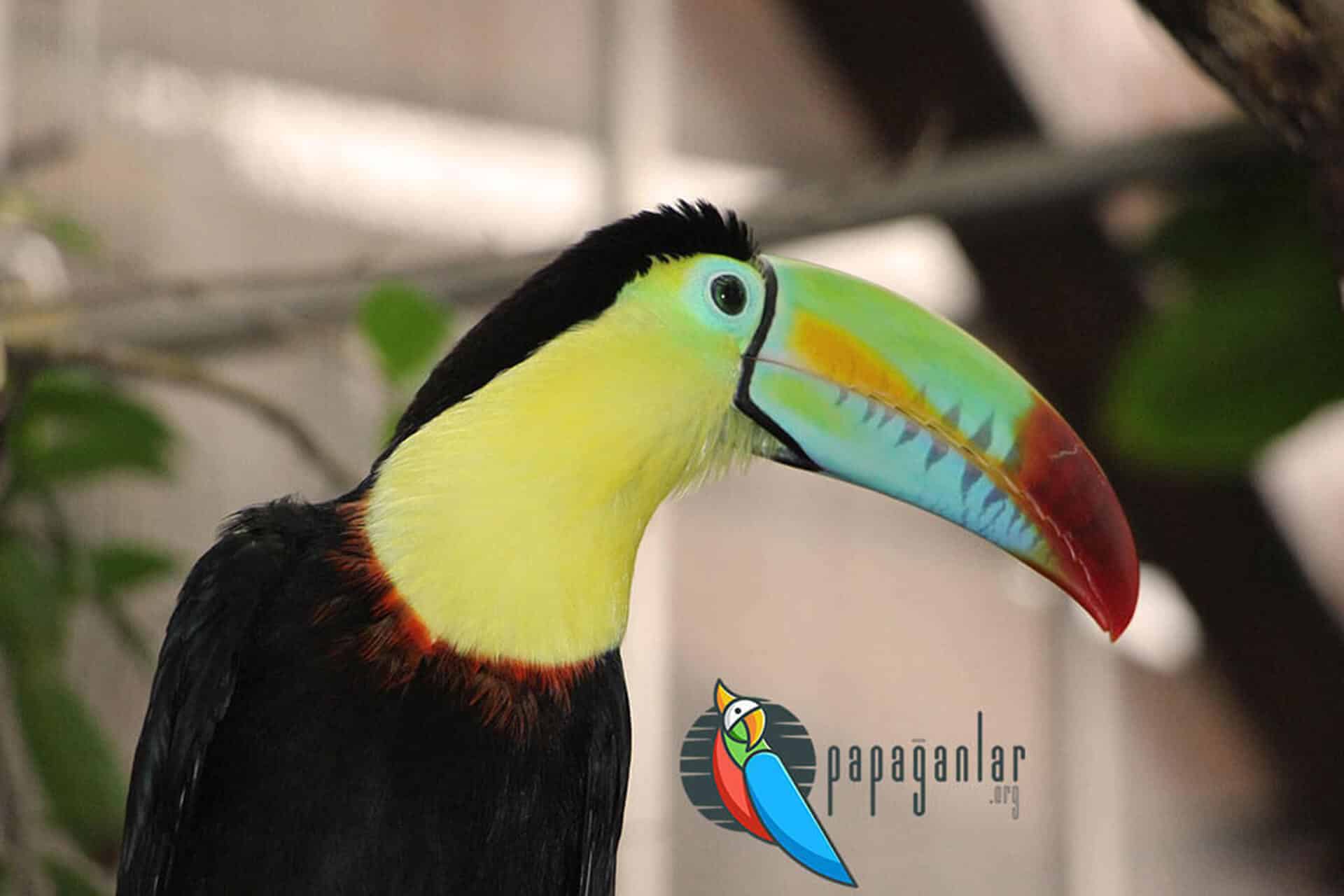 What is toucan?