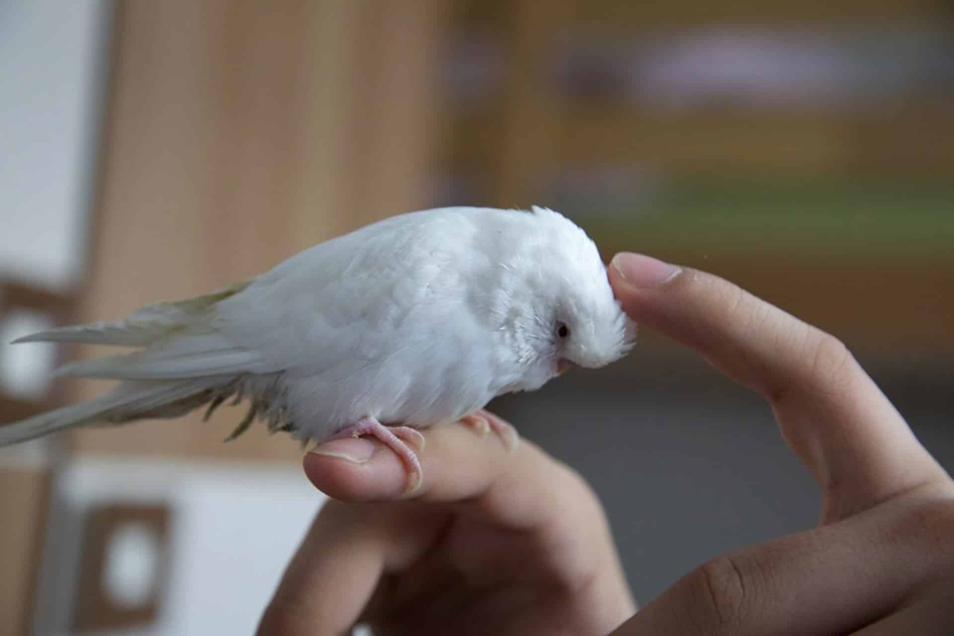 Albino Muhabbet Kuşu Ele Alıştırma