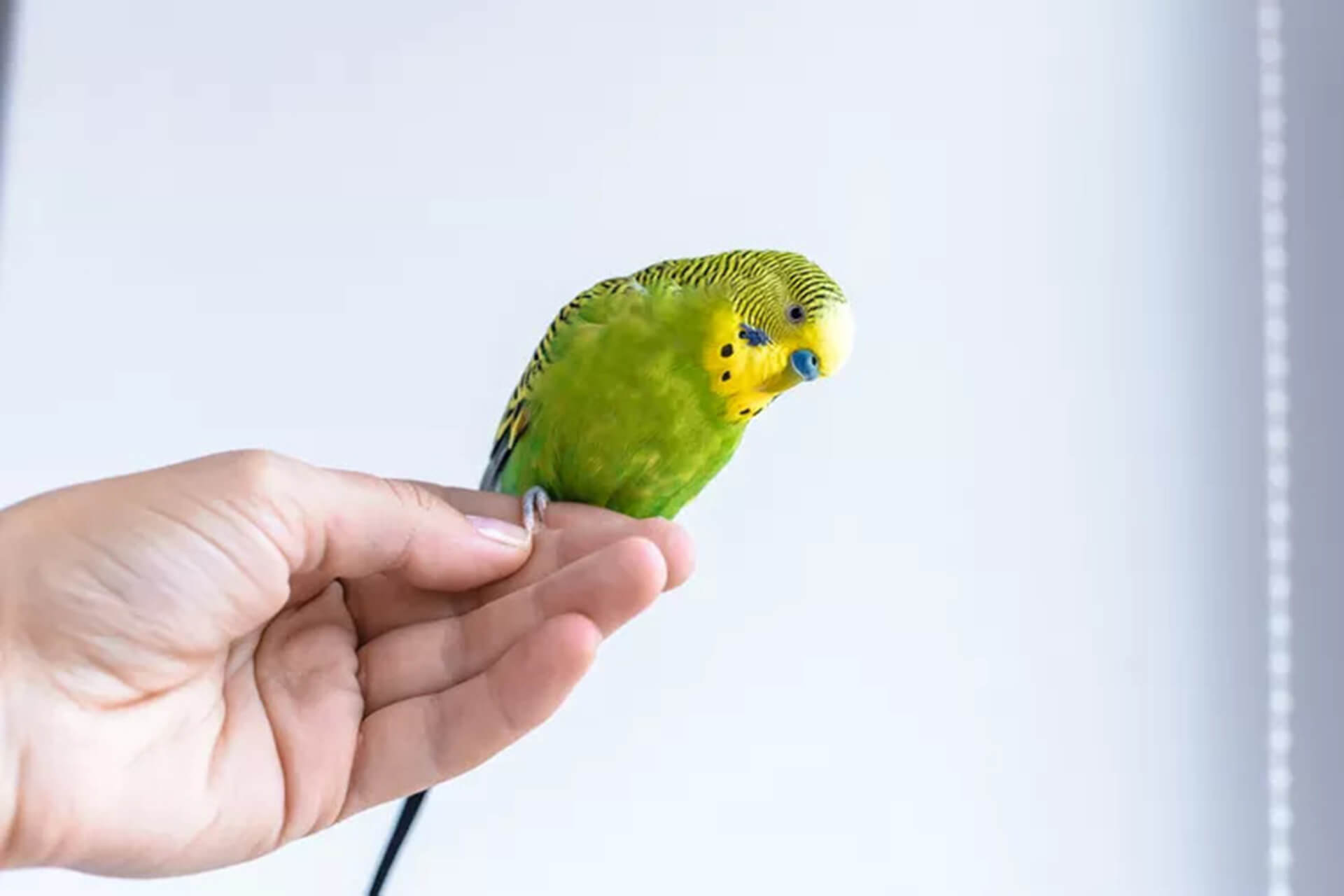 How to Accustom a Budgerigar to the Hand