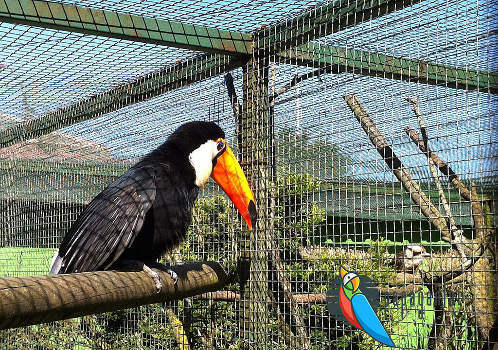 Toucan Papagei zu verkaufen
