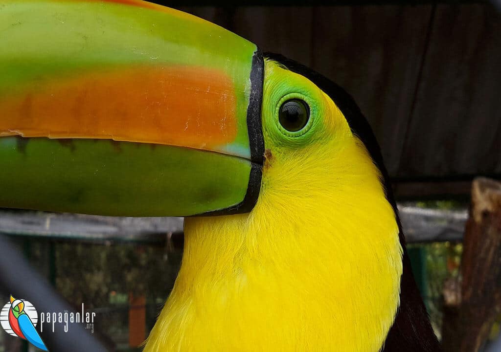 Tukan-Papageien-Besitzer