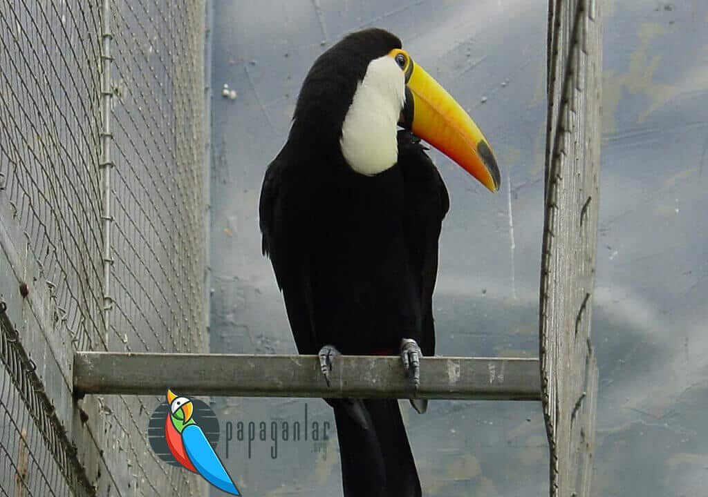 Toucan Parrot For Sale