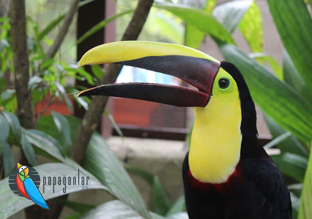 Toucan Parrot Cheap