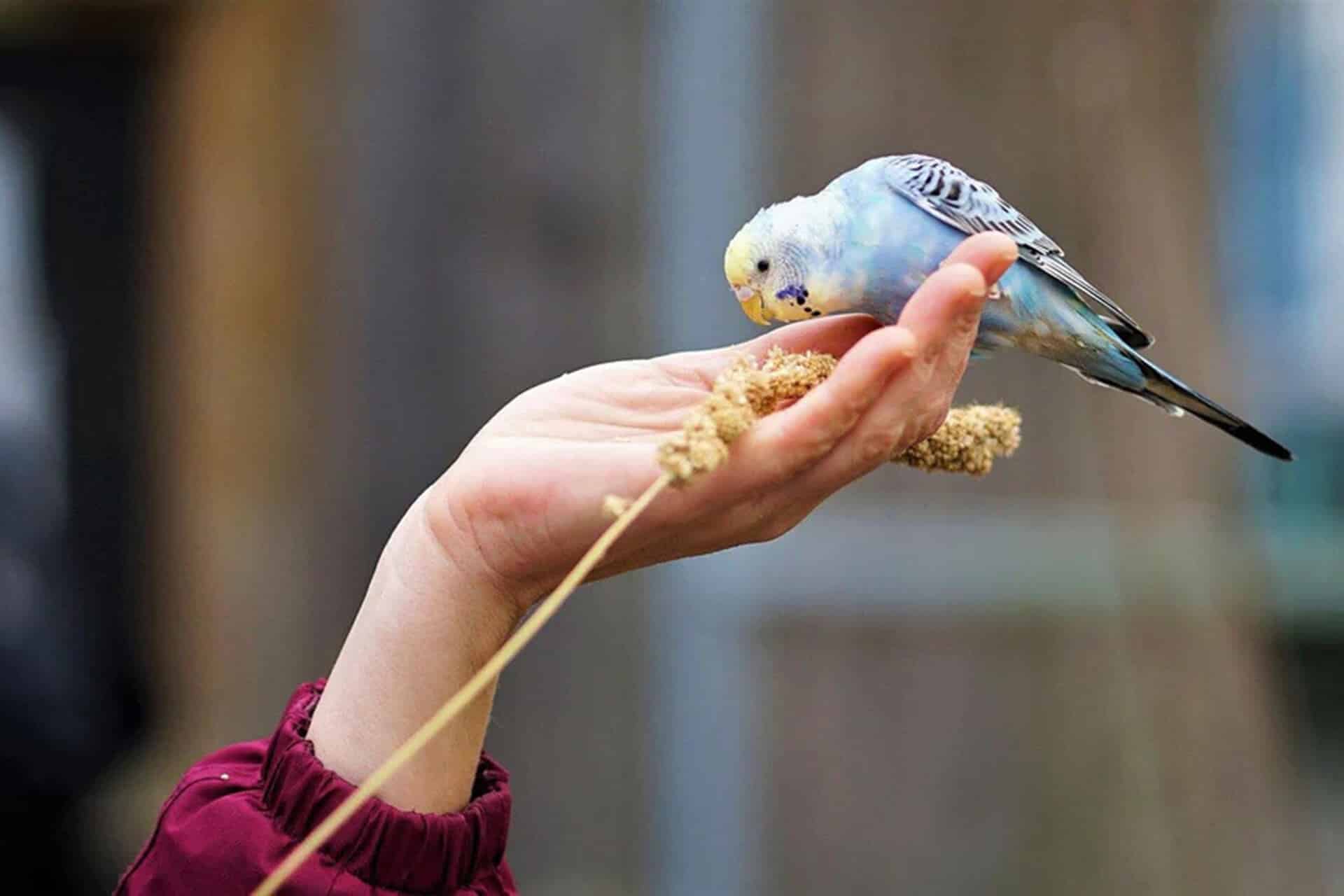 Adult Budgerigar Hand Exercise