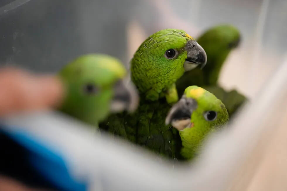 Amazon Papağan Fiyatları 2024