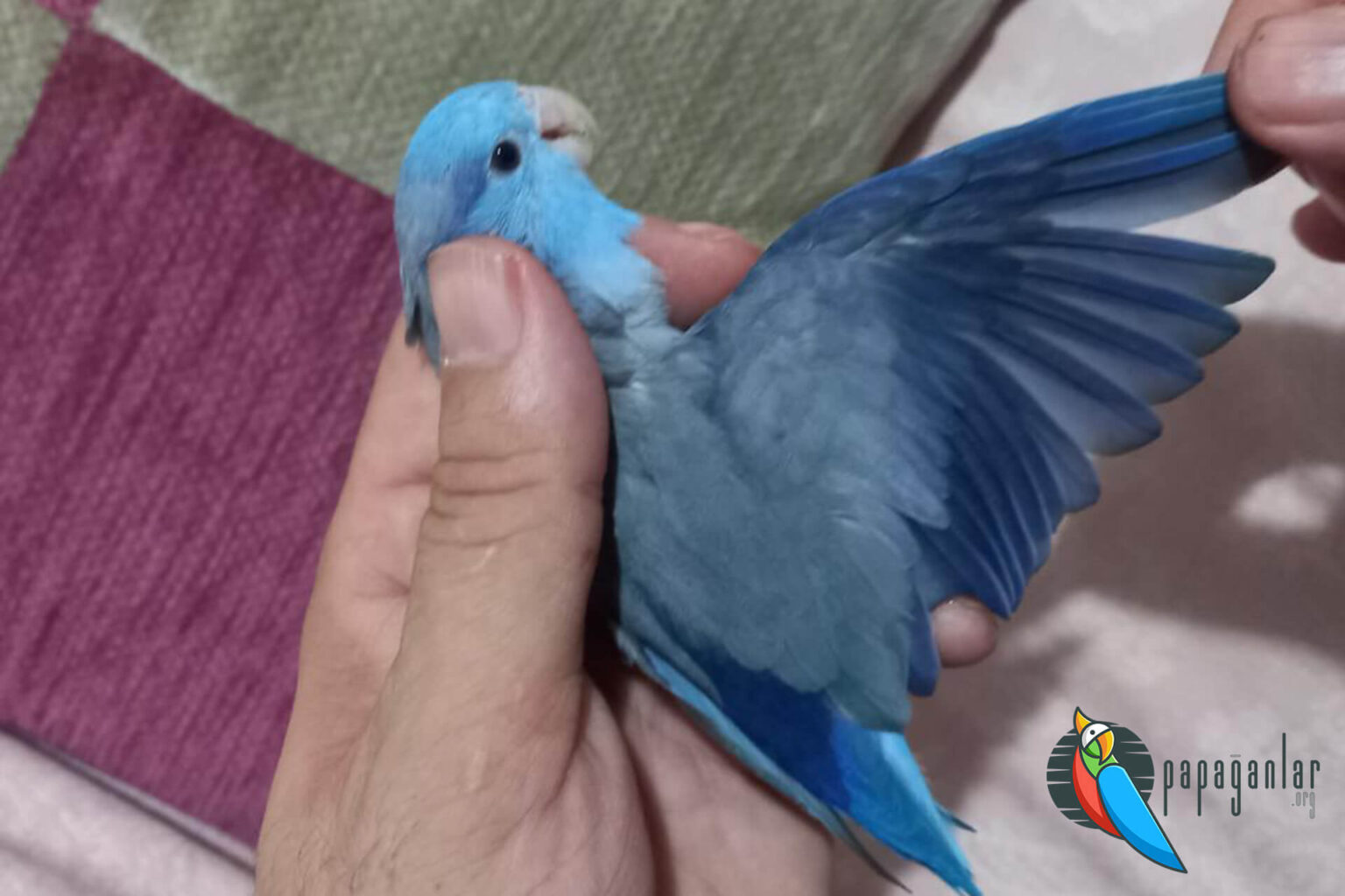 Sonidos De Loro Hembra Y Macho Sonidos De Loros Parlantes sonidos-de-loro-hembra-y-macho-sonidos-de-loros-parlantes