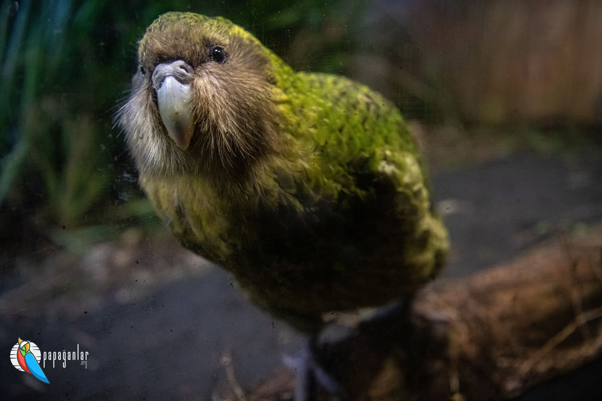 Kakapo Papağanı Fiyatları 2024