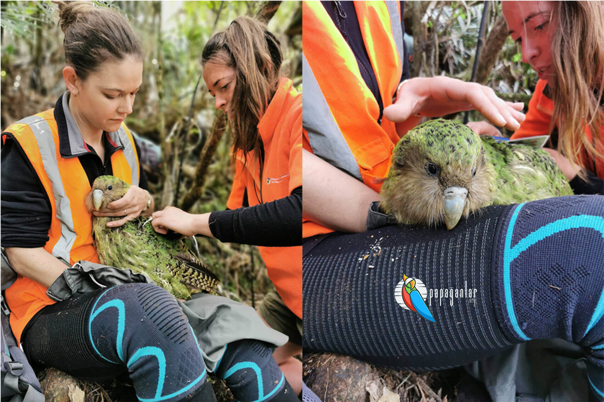 Kakapo Papağanı Fiyatları 2024