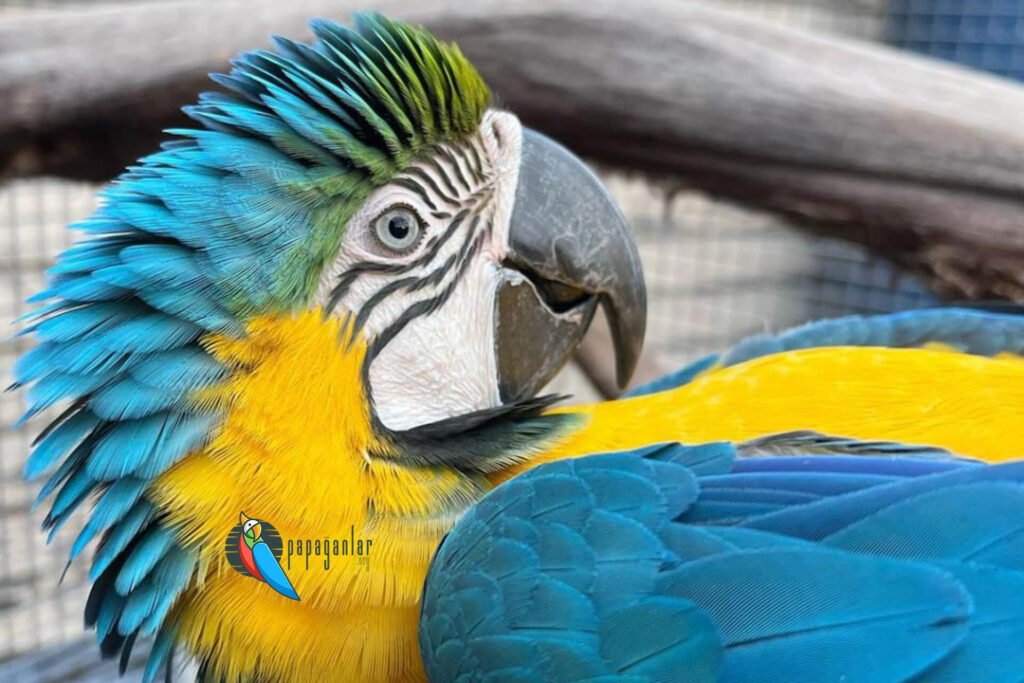 Macaw Papağanı Fiyatları 2024