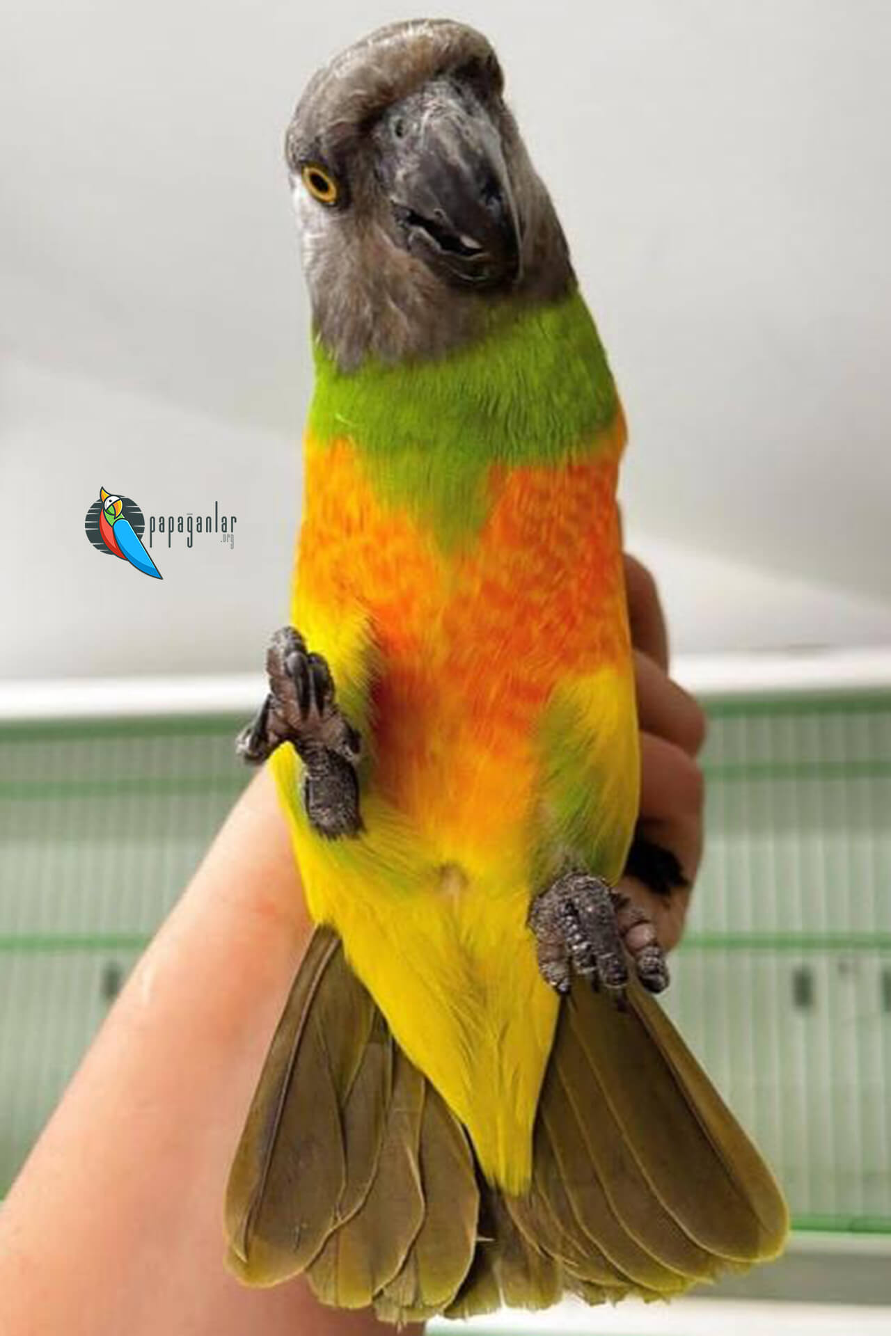 Senegal Papağanı Fiyatları 2024