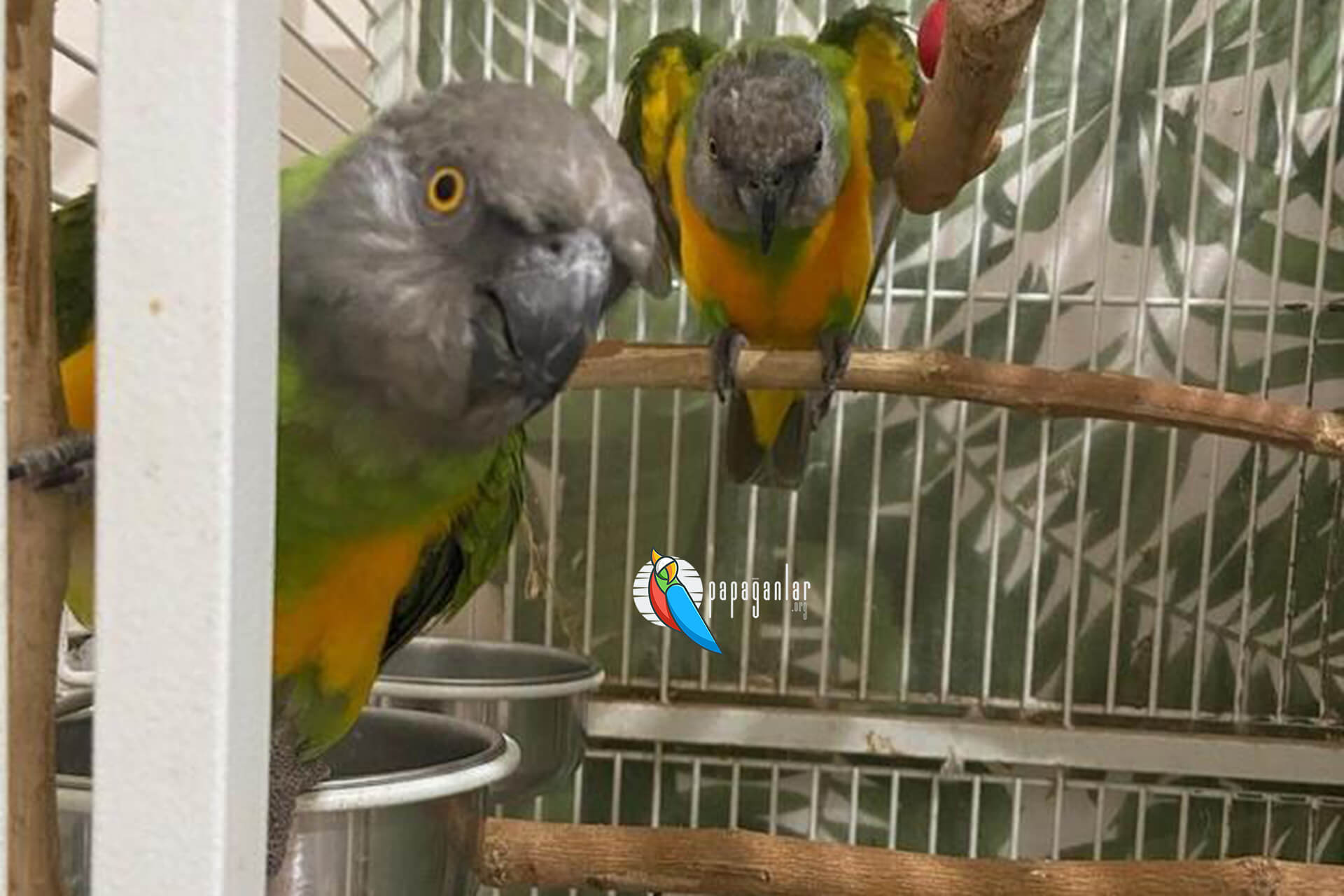 Senegal Papağanı Fiyatları 2024